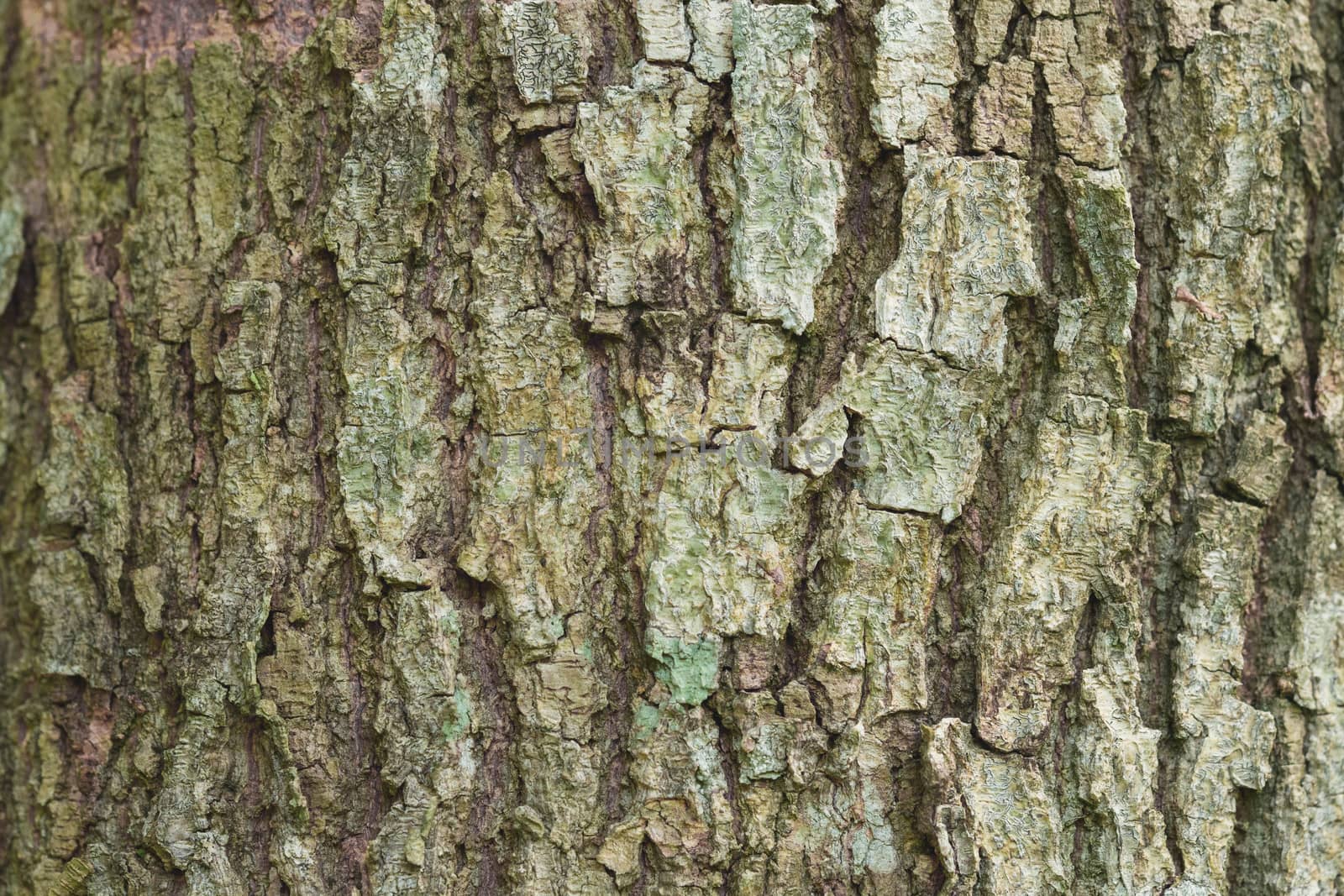 Close up of the bark.