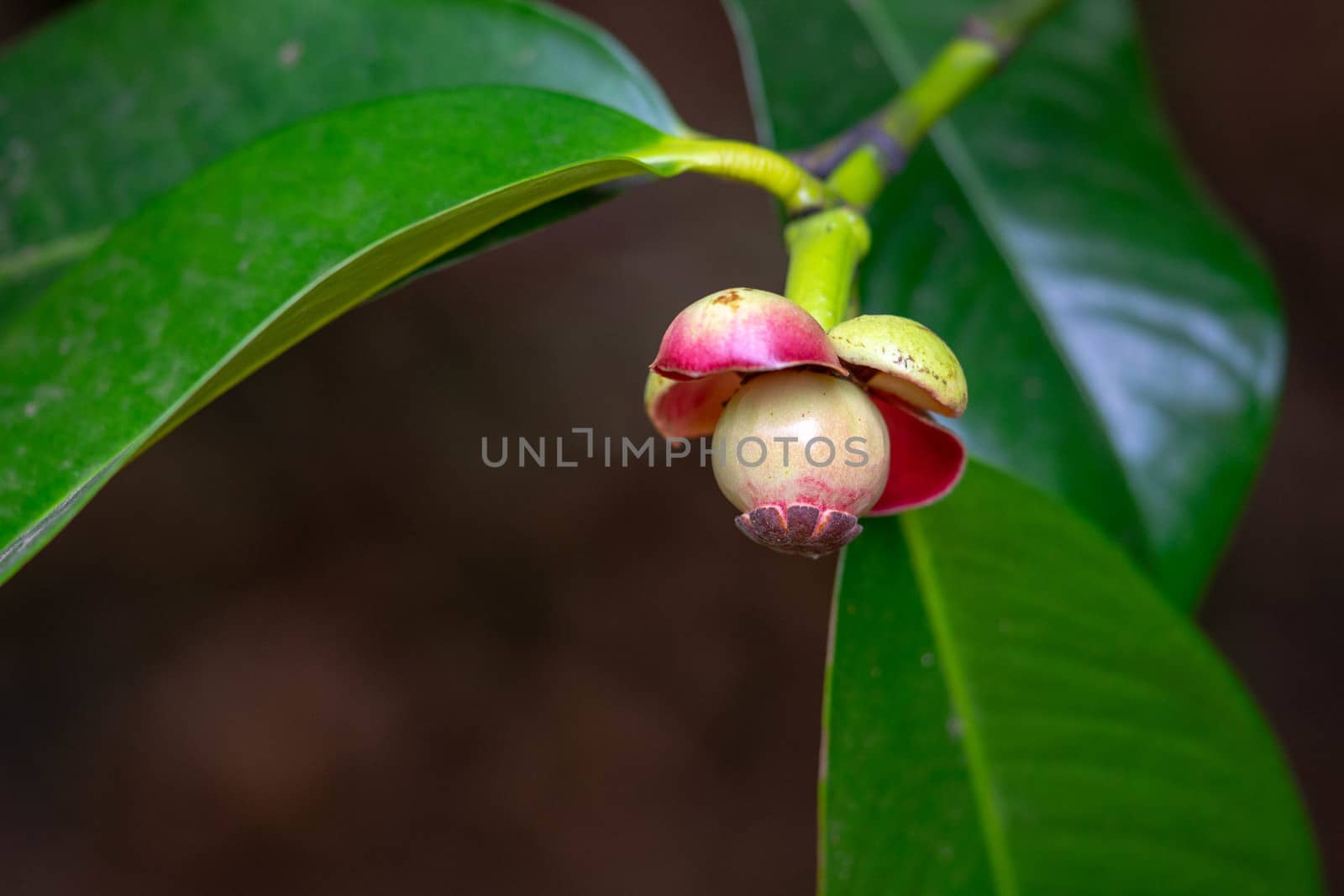 Young mangosteen is not eaten yet. by sakchaineung