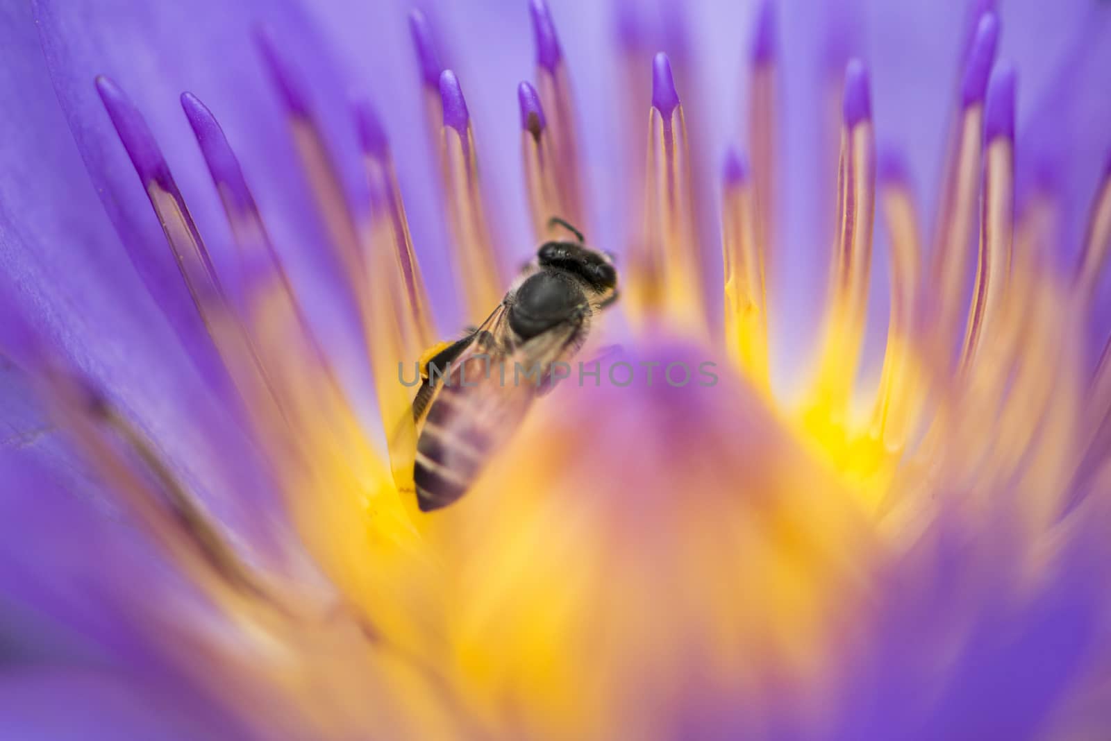 Closeup bee looking for honey from flower lotus purple and yellow