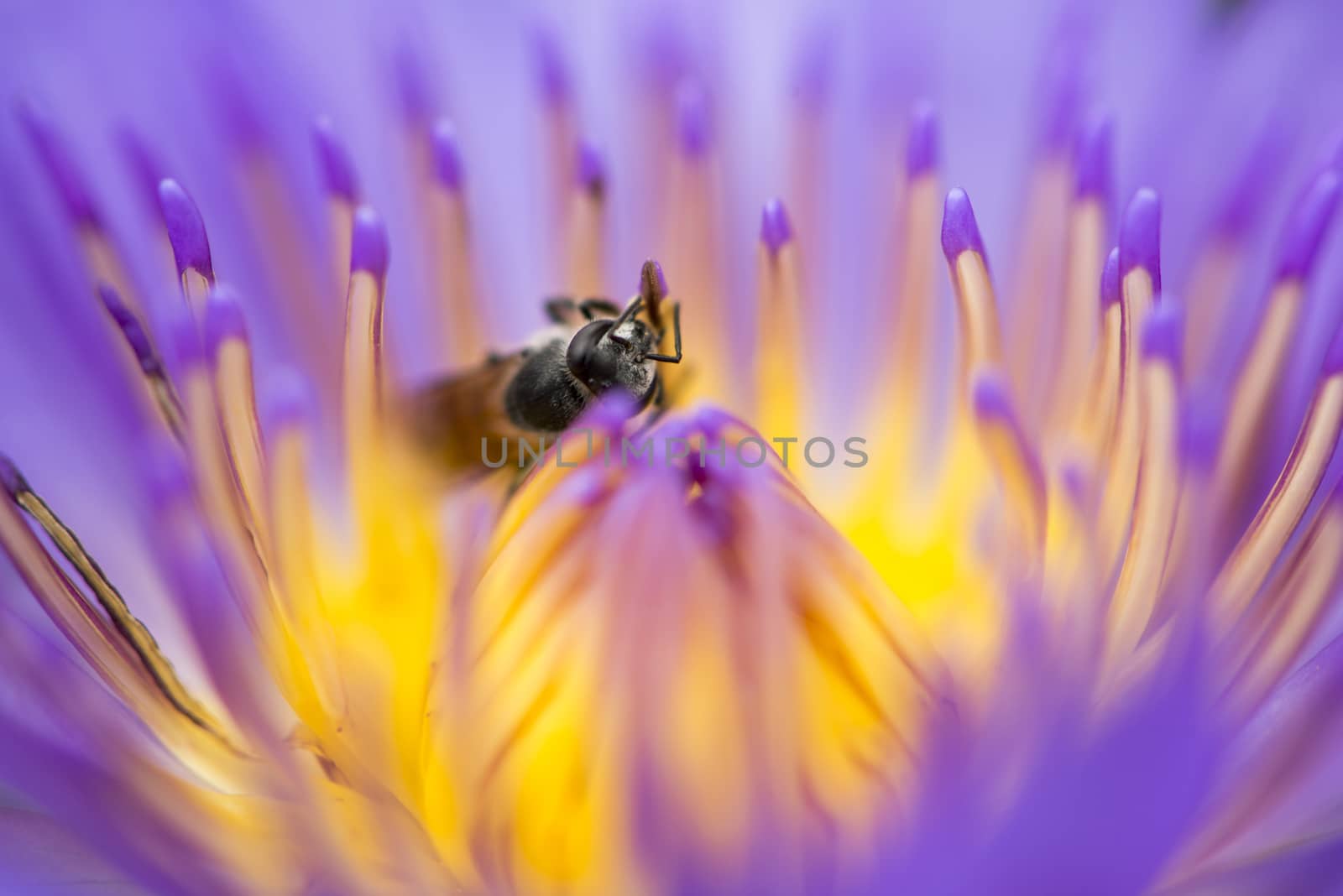 Closeup bee looking for honey from flower lotus purple and yello by sakchaineung