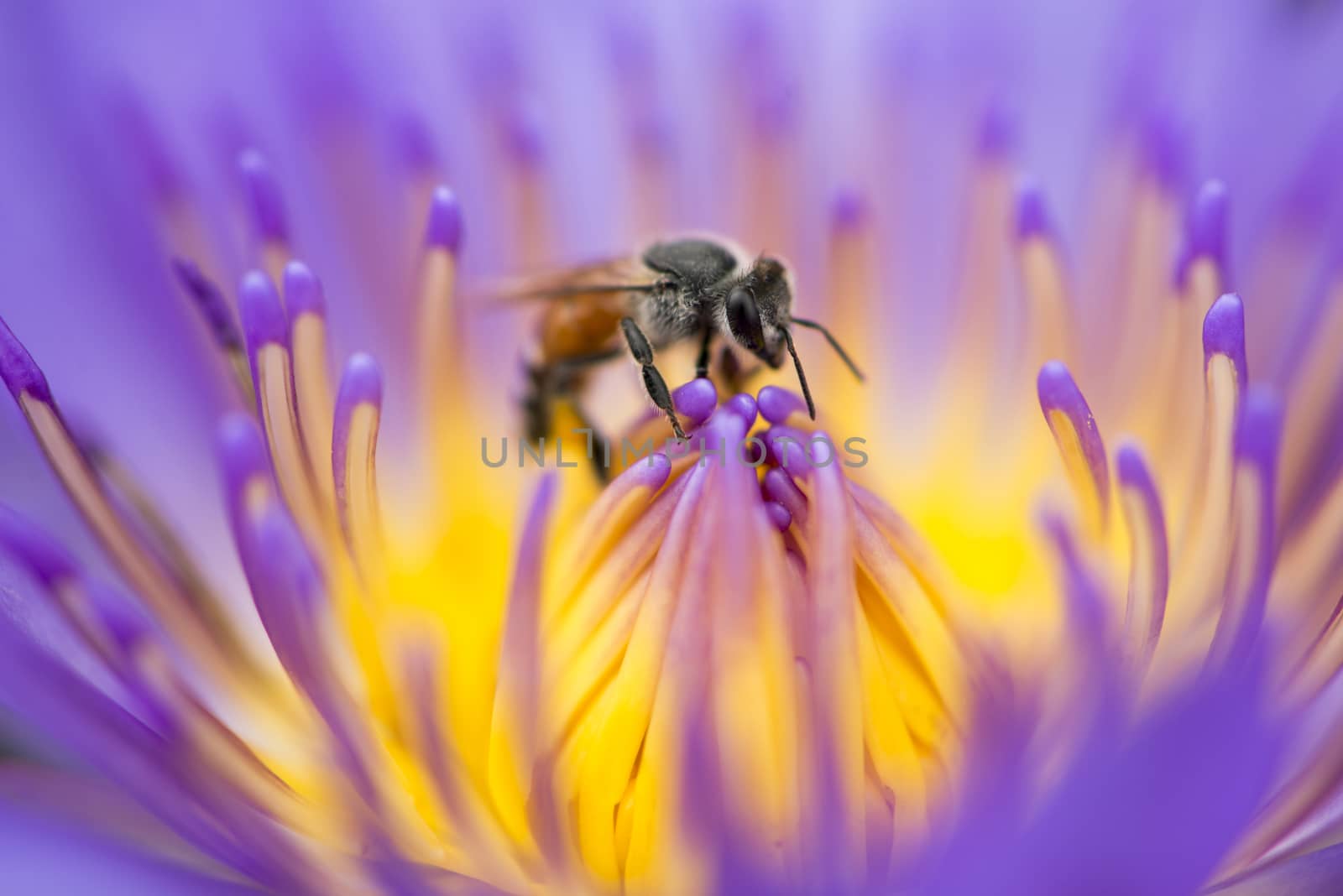 Closeup bee looking for honey from flower lotus purple and yello by sakchaineung