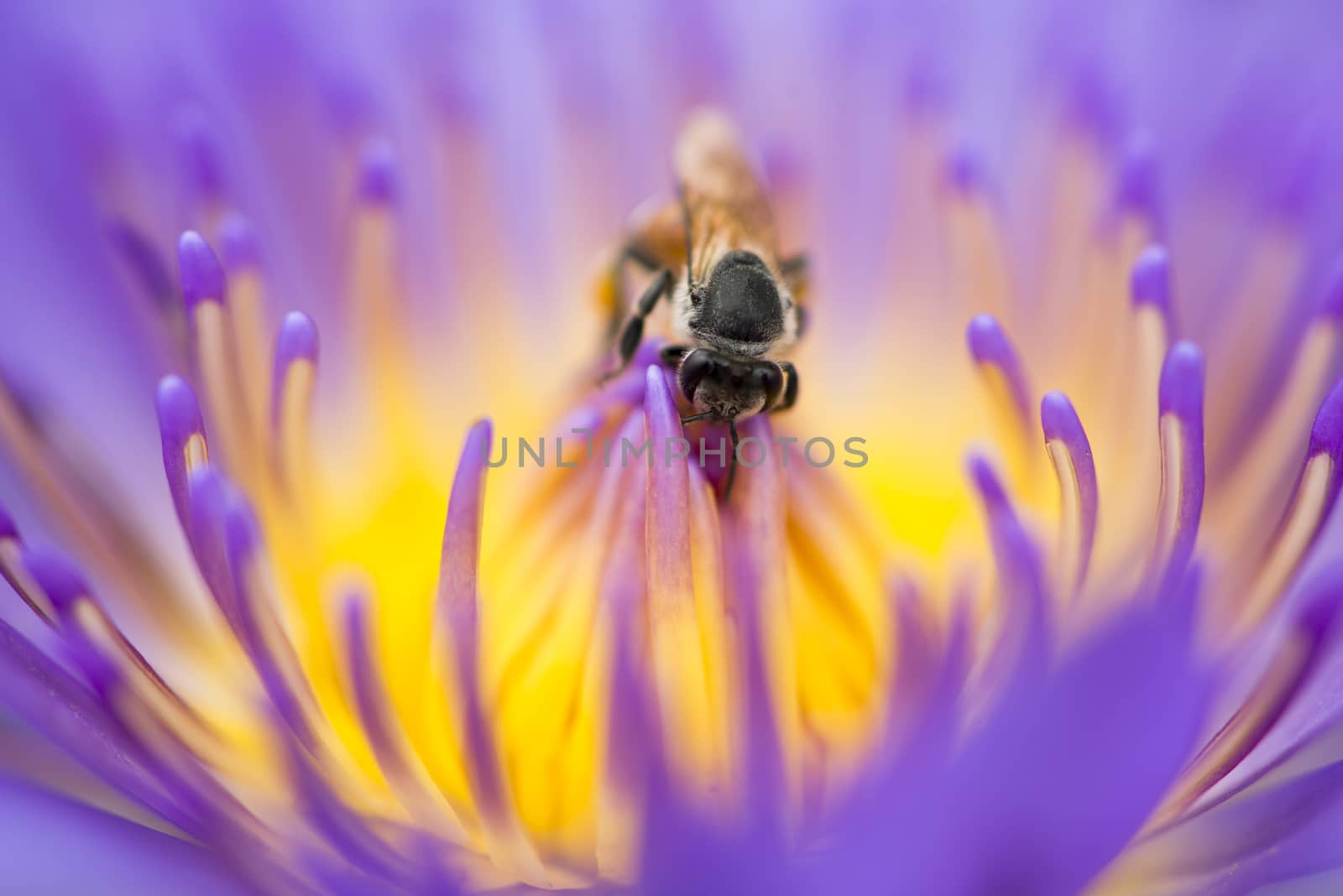 Closeup bee looking for honey from flower lotus purple and yellow