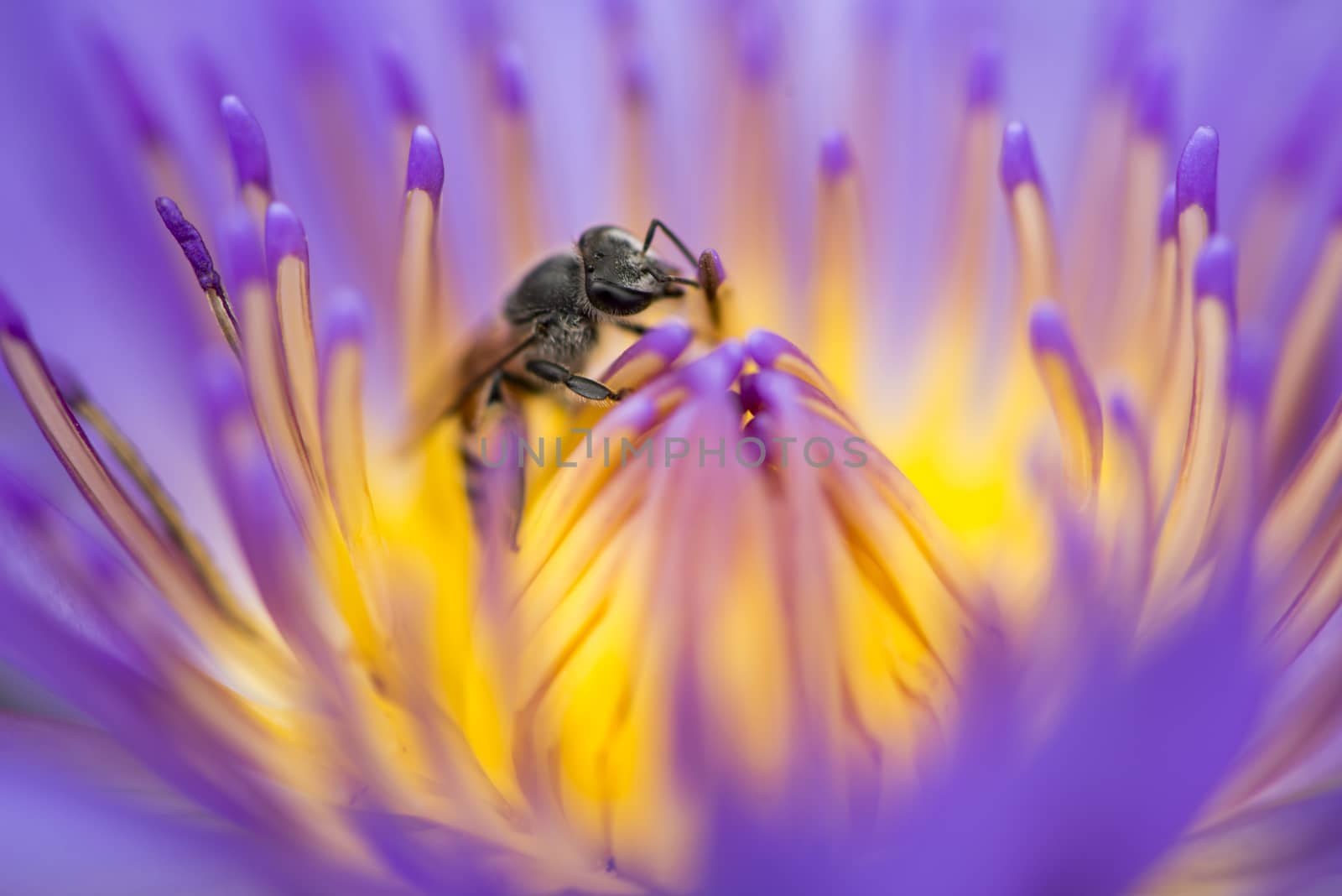 Closeup bee looking for honey from flower lotus purple and yellow