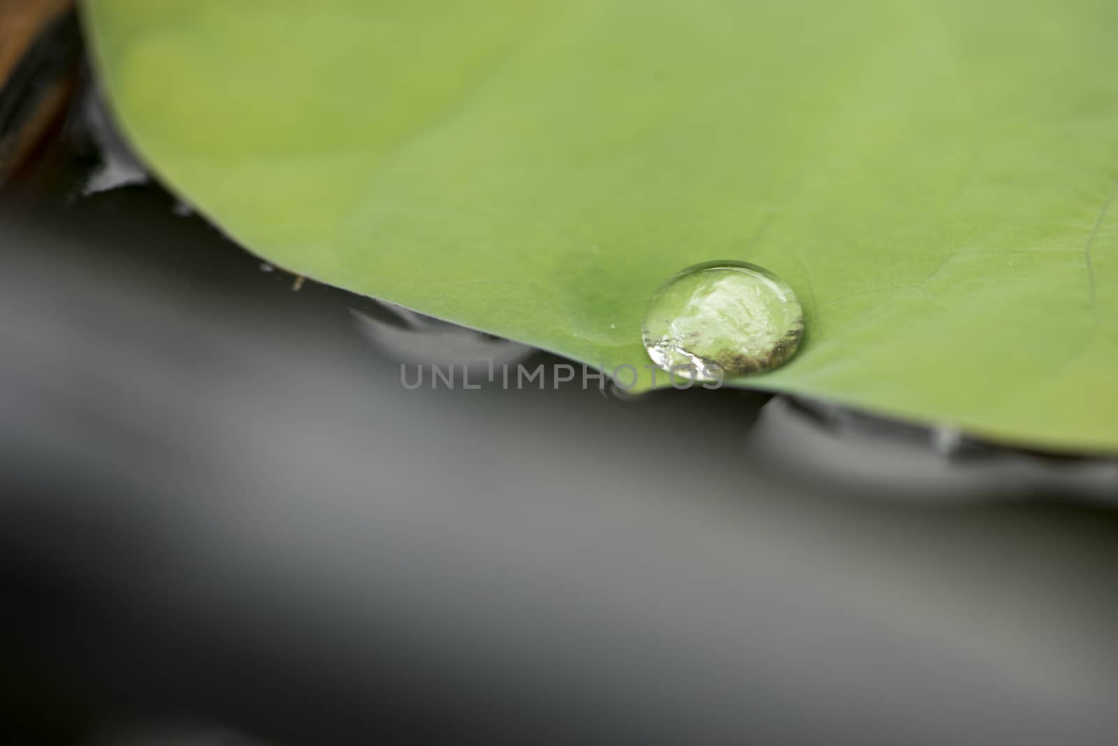 Water drop on a lotus leaf green leaf  by sakchaineung