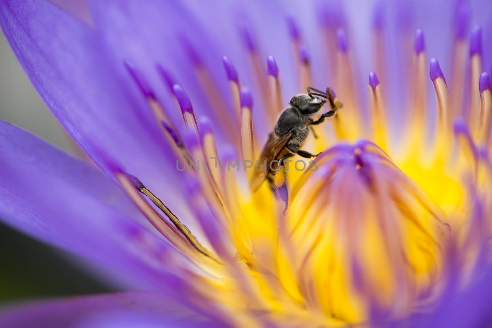 Closeup bee looking for honey from flower lotus purple and yellow