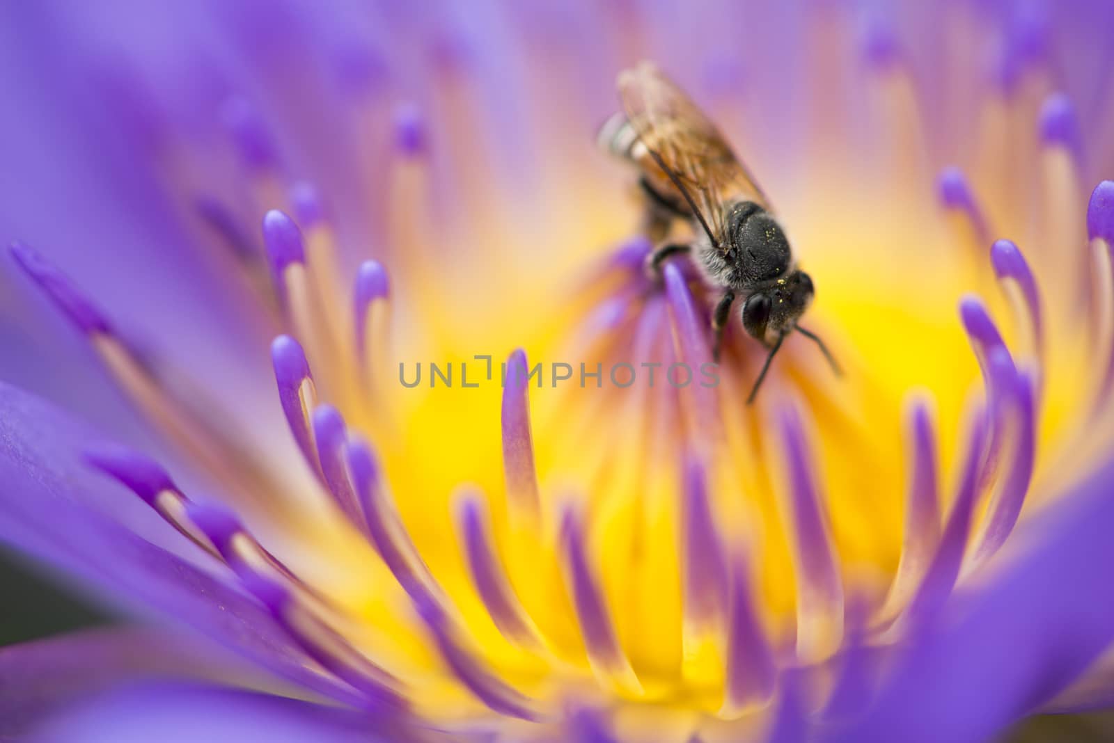 Closeup bee looking for honey from flower lotus purple and yellow