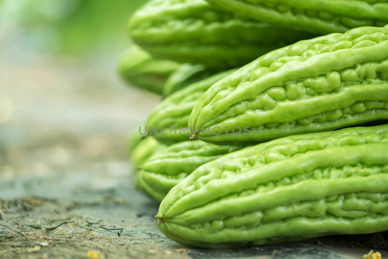 Many people do not like Bitter Gourd Chinese taste, but a lot of by sakchaineung