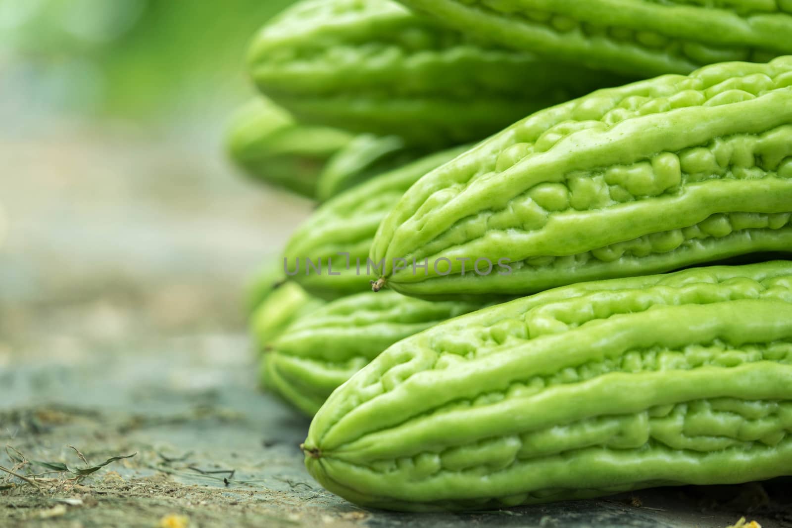 Bitter gourd chinese closeup Leave space to enter text. by sakchaineung