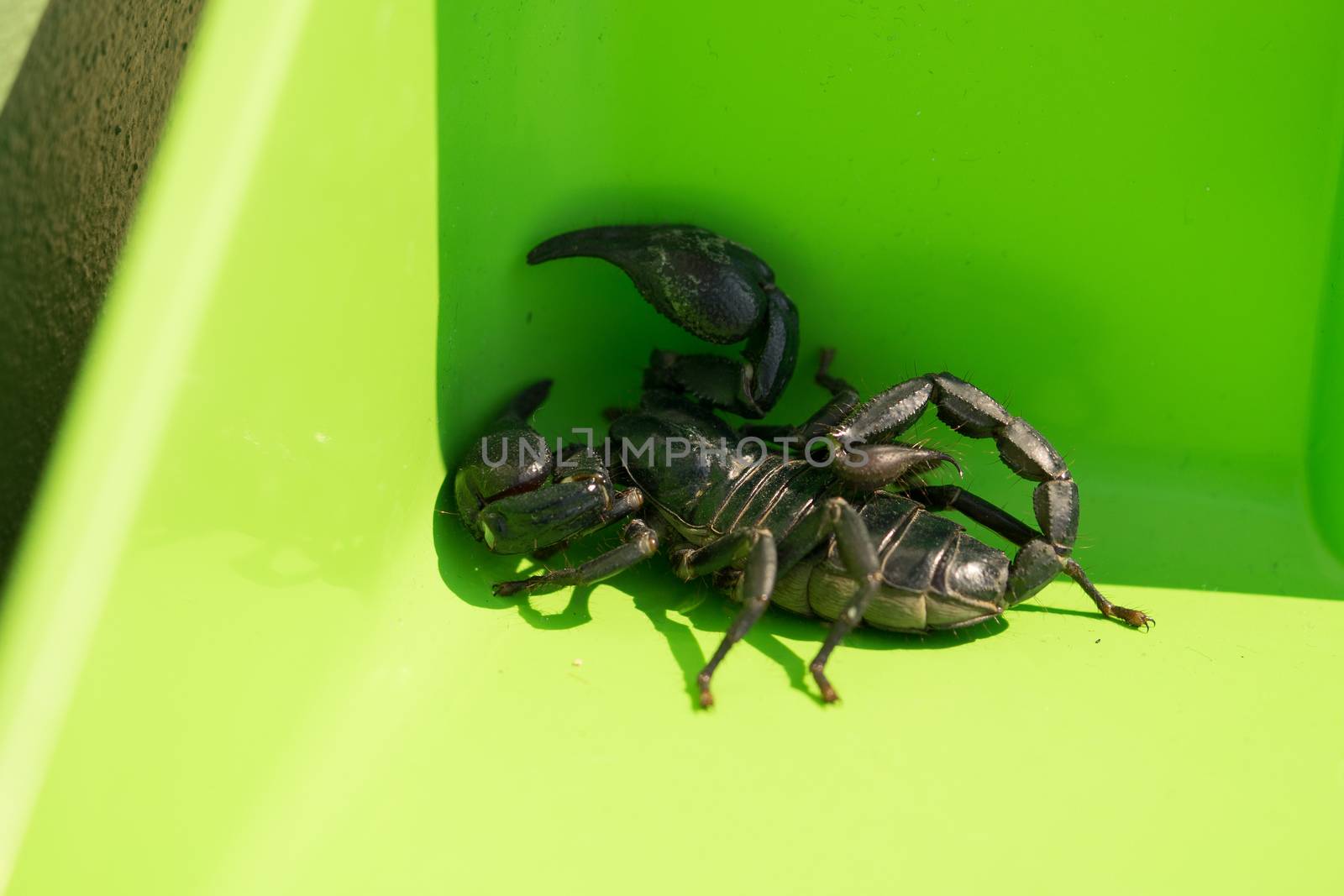 The black scorpion is full of poison at the tail end. If it touc by sakchaineung