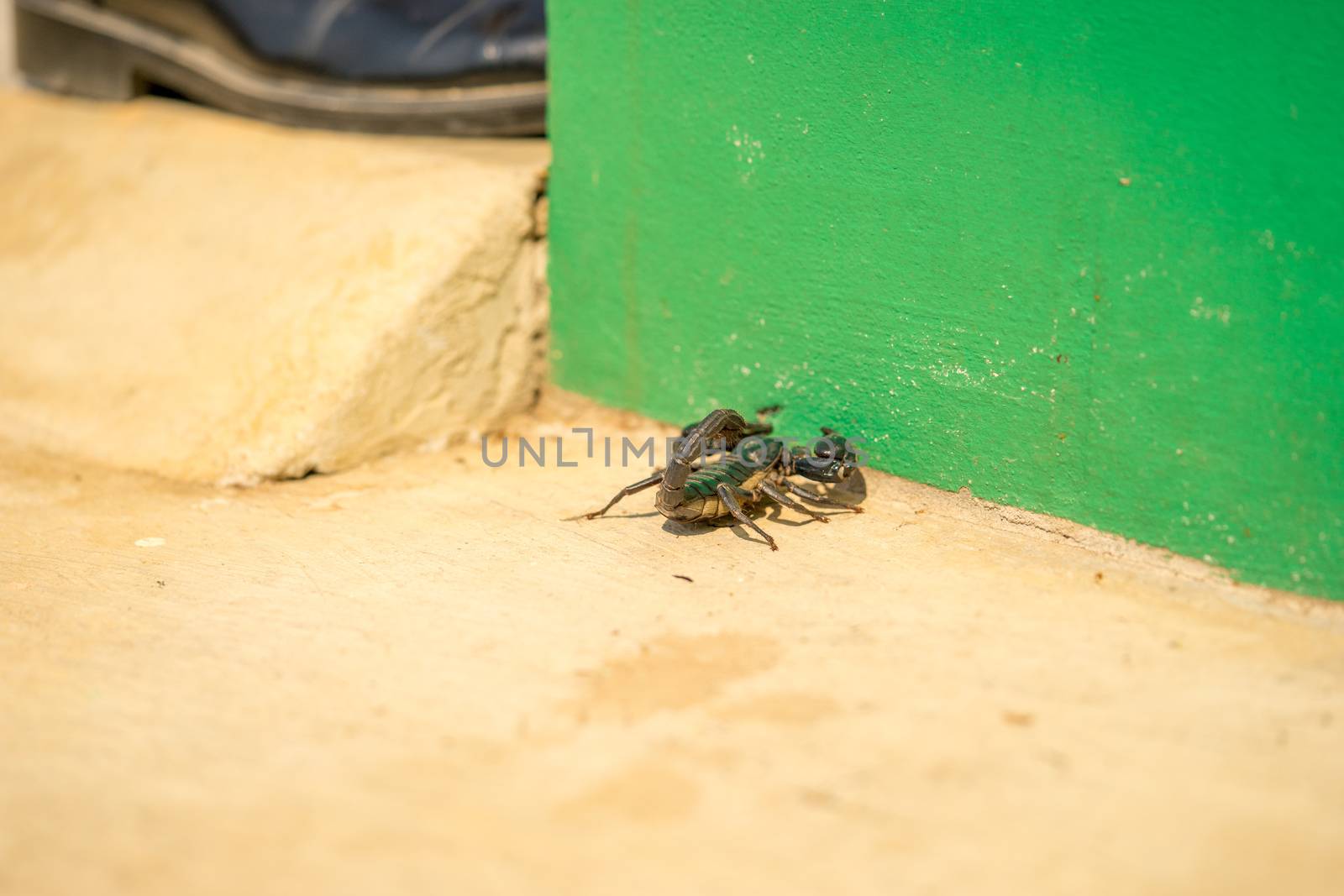 The black scorpion is full of poison at the tail end. If it touches, it can be very painful. If allergies can die