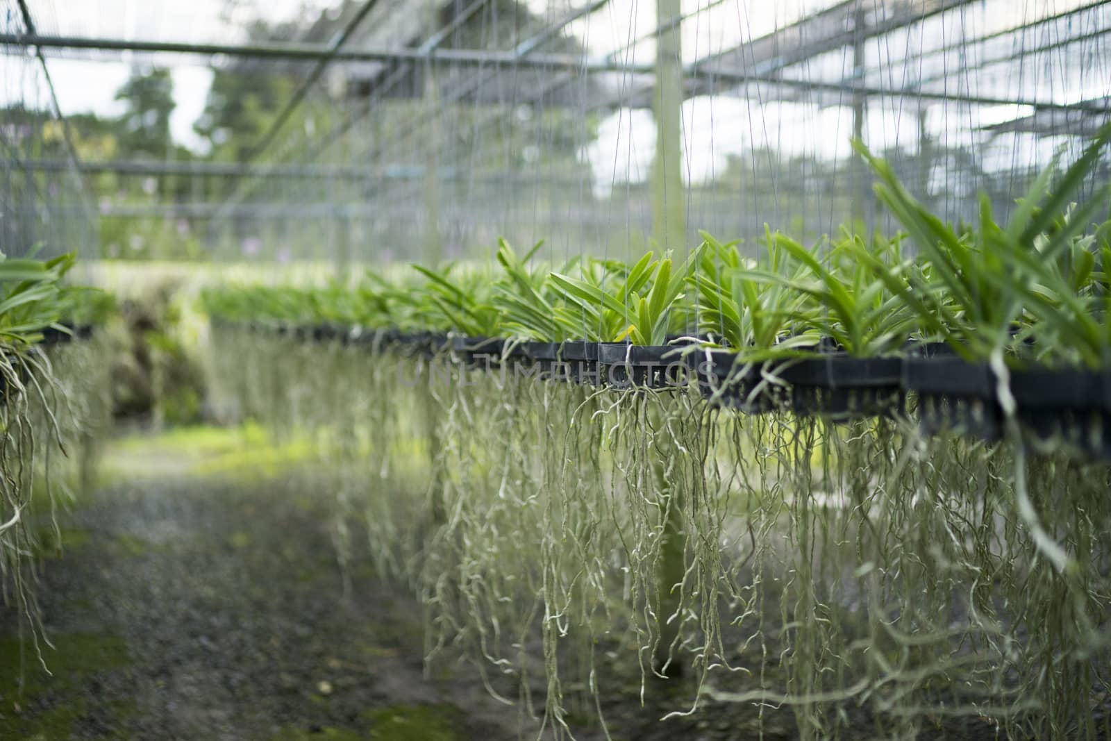 Orchid farm cultivation is a business of passion and love. by sakchaineung