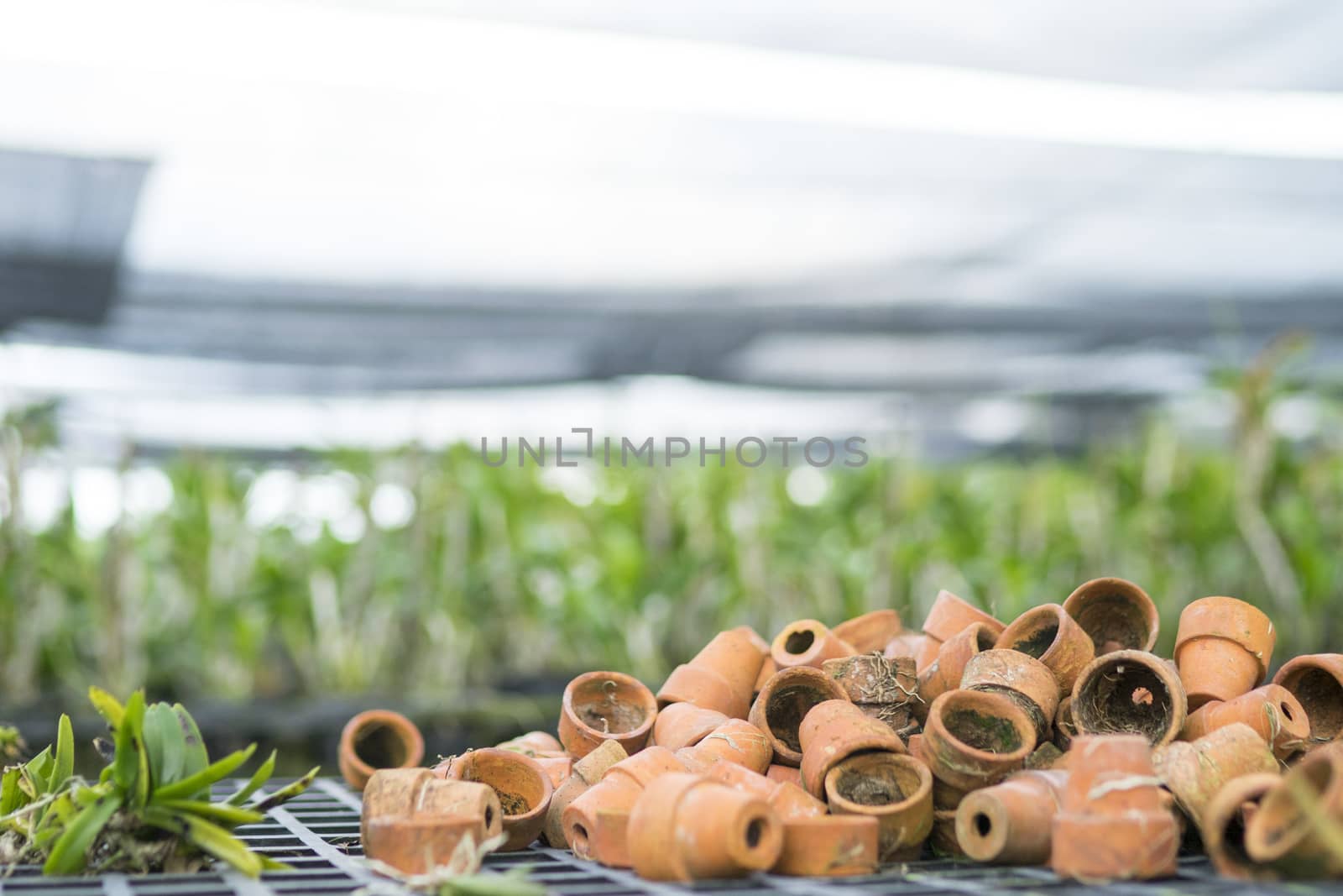 Small pots are placed to prepare the tree. by sakchaineung