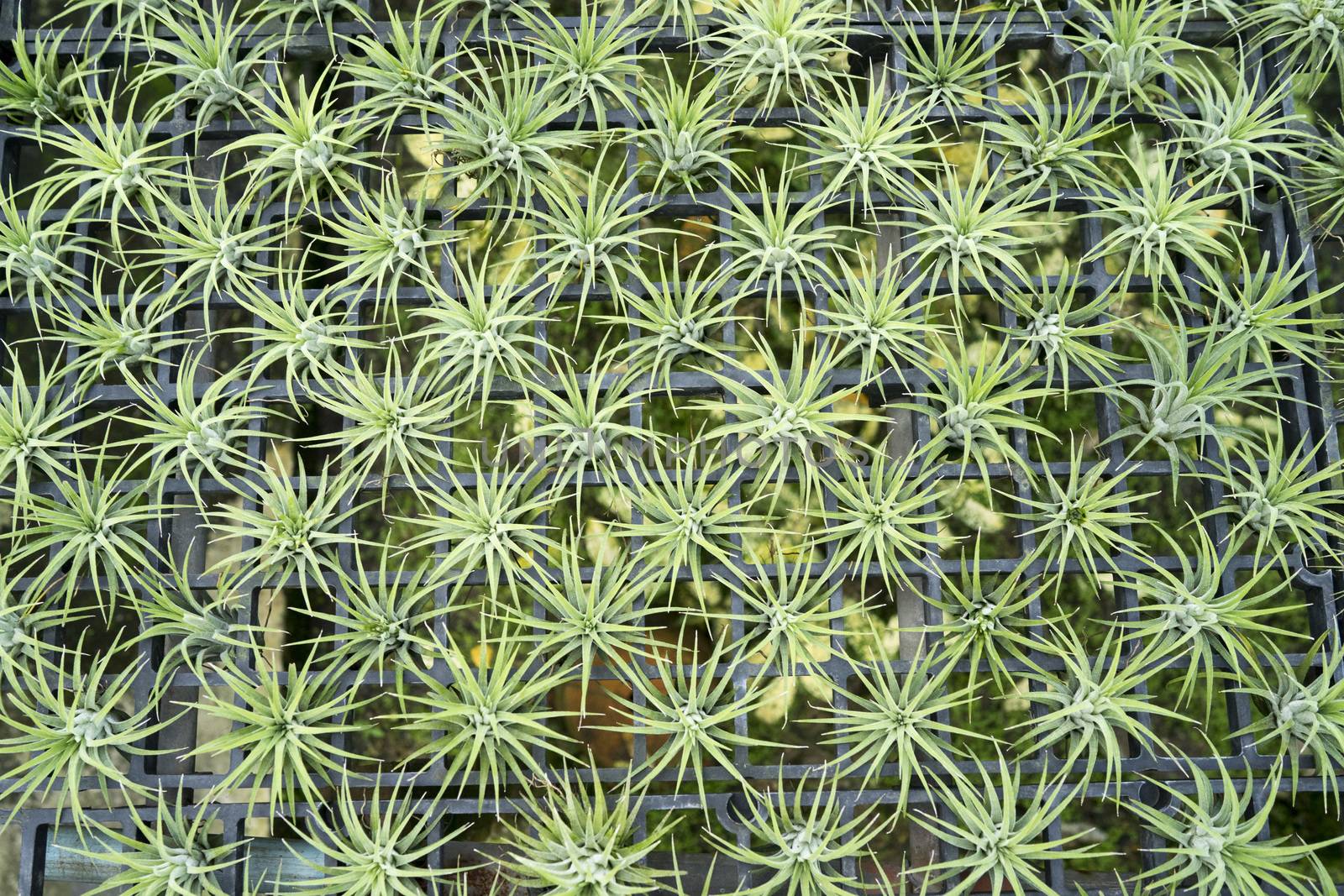 Tillandsia or Diminutive Pineapple is a hobby. Many small orname by sakchaineung