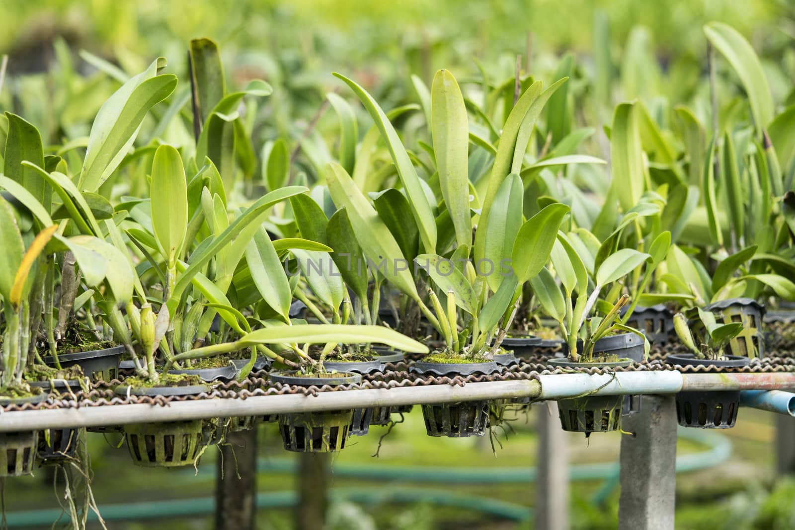 Orchid farm cultivation is a business of passion and love. by sakchaineung