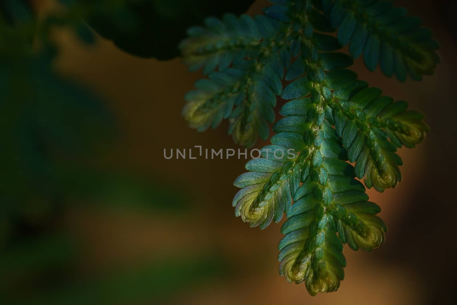 Blue and Gold fern close up found only in abundant forests. Natu by sakchaineung