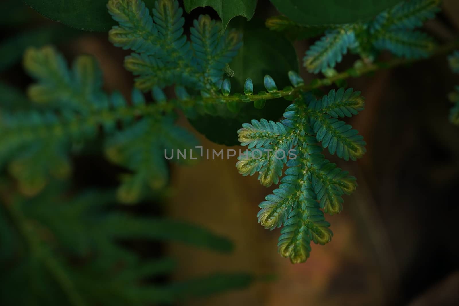 Blue and Gold fern close up found only in abundant forests. Natu by sakchaineung