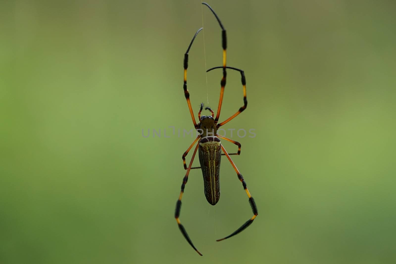 Nephila Pilipes Spider are rare in Thailand. The body has a larg by sakchaineung