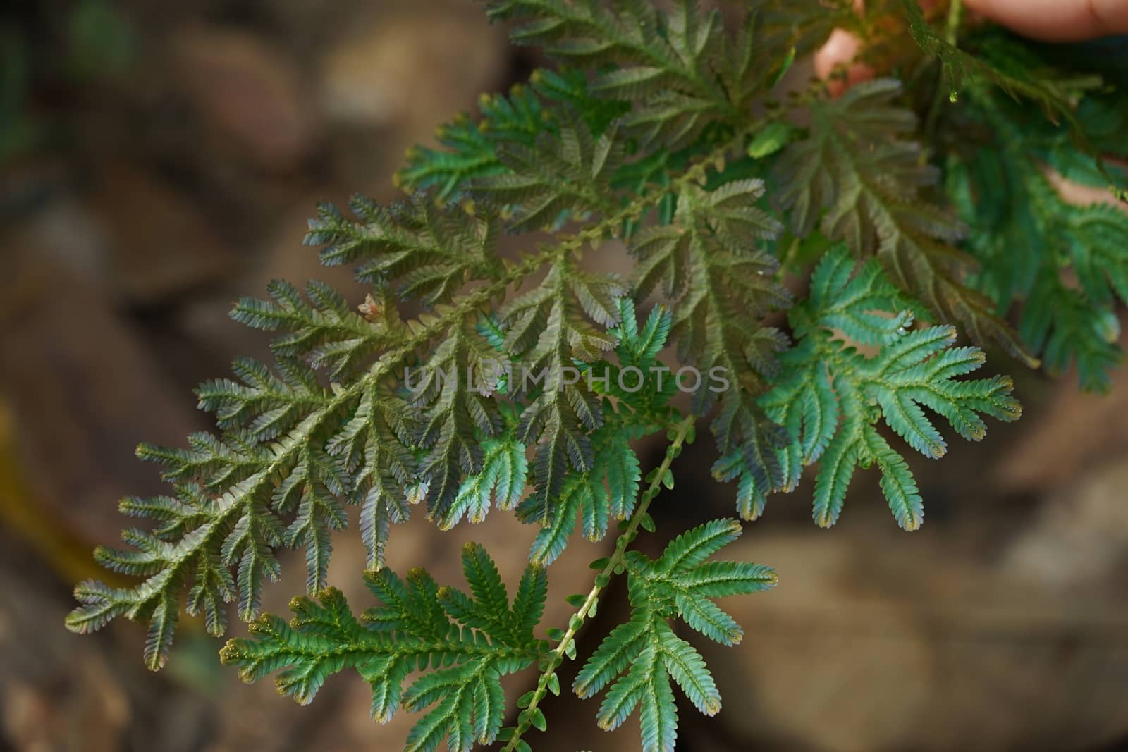 Blue and Gold fern close up found only in abundant forests. Natu by sakchaineung