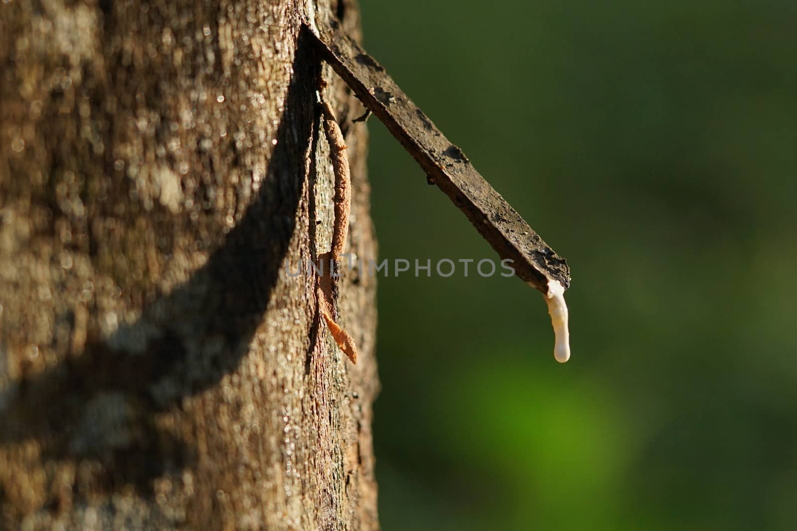 Hevea brasiliensis or Rubber plantation is a popular economic pl by sakchaineung