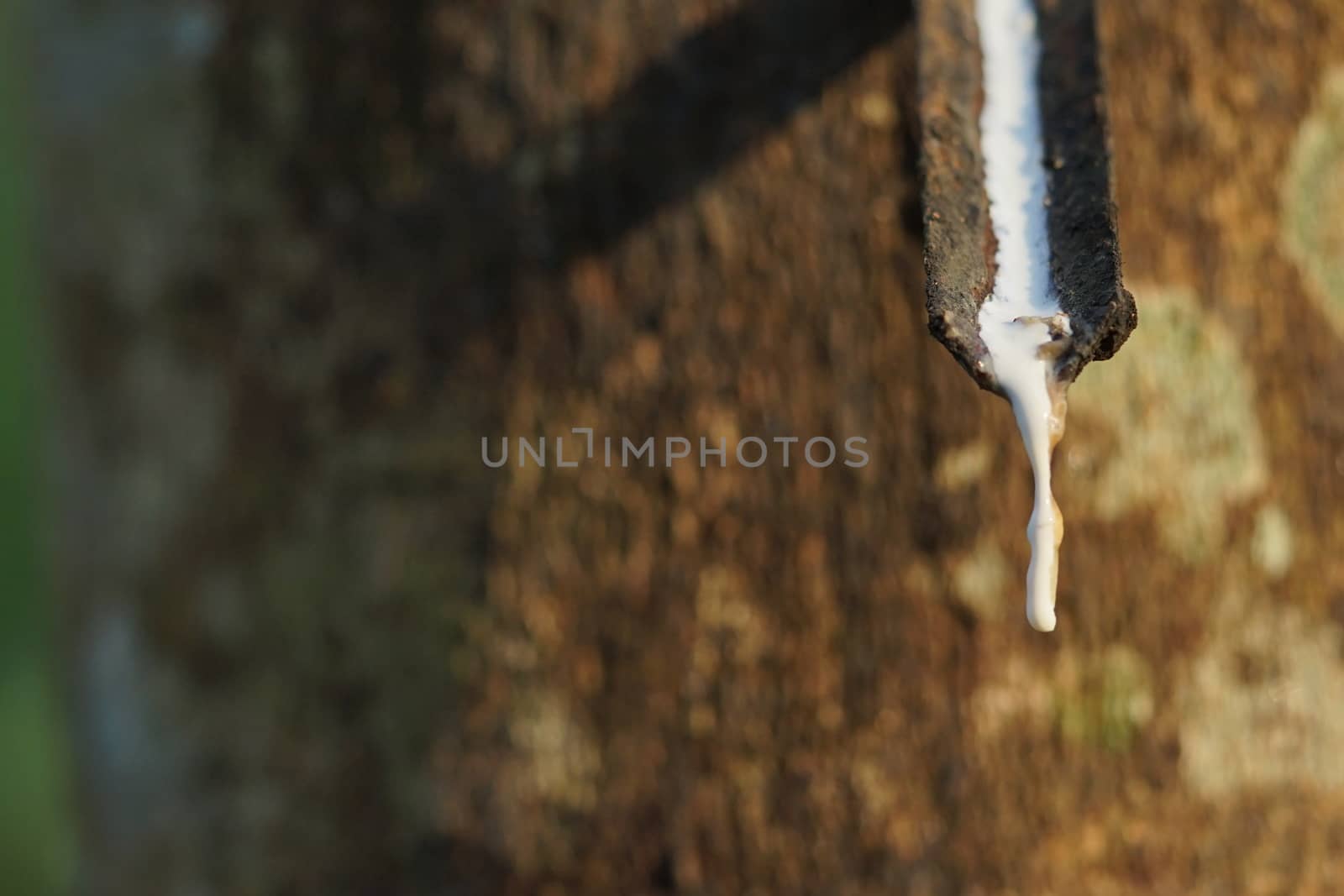 Hevea brasiliensis or Rubber plantation is a popular economic pl by sakchaineung