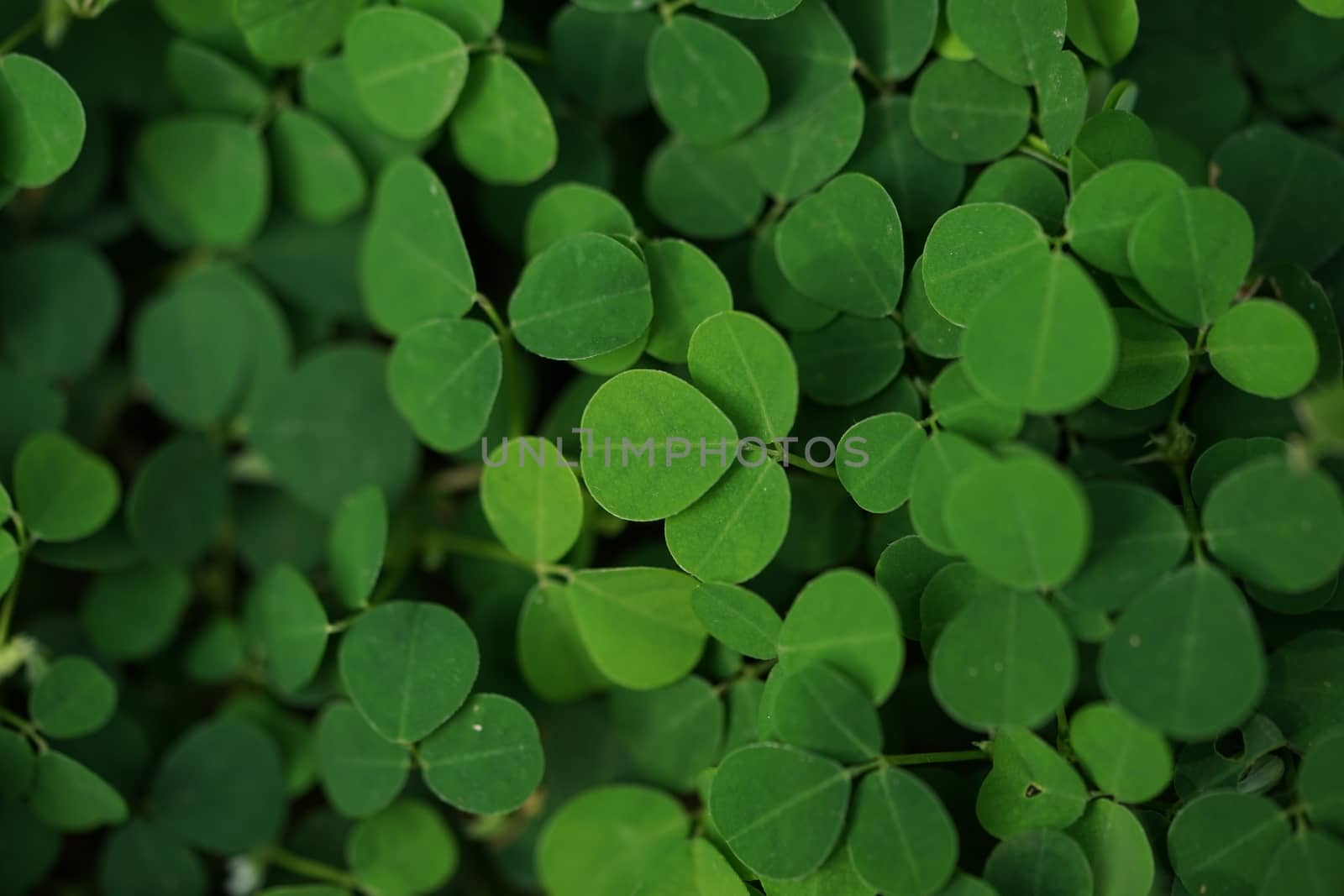 Desmodium triflorum; Small green trees on the ground cover the s by sakchaineung