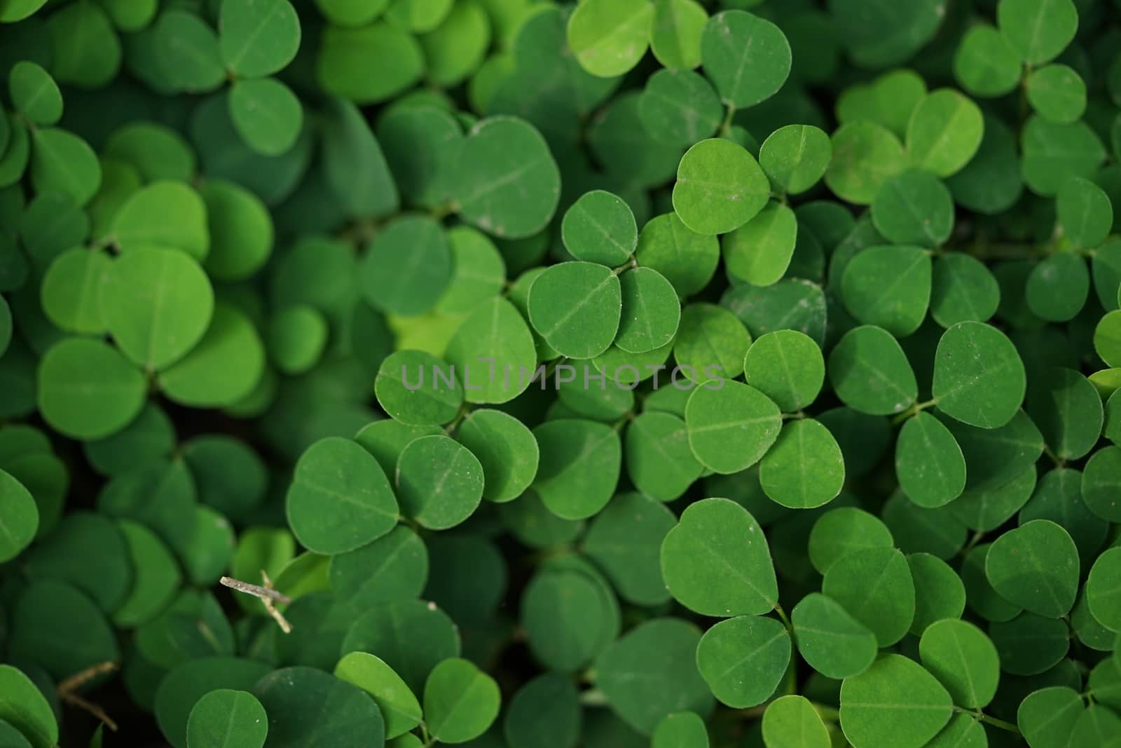 Desmodium triflorum; Small green trees on the ground cover the s by sakchaineung