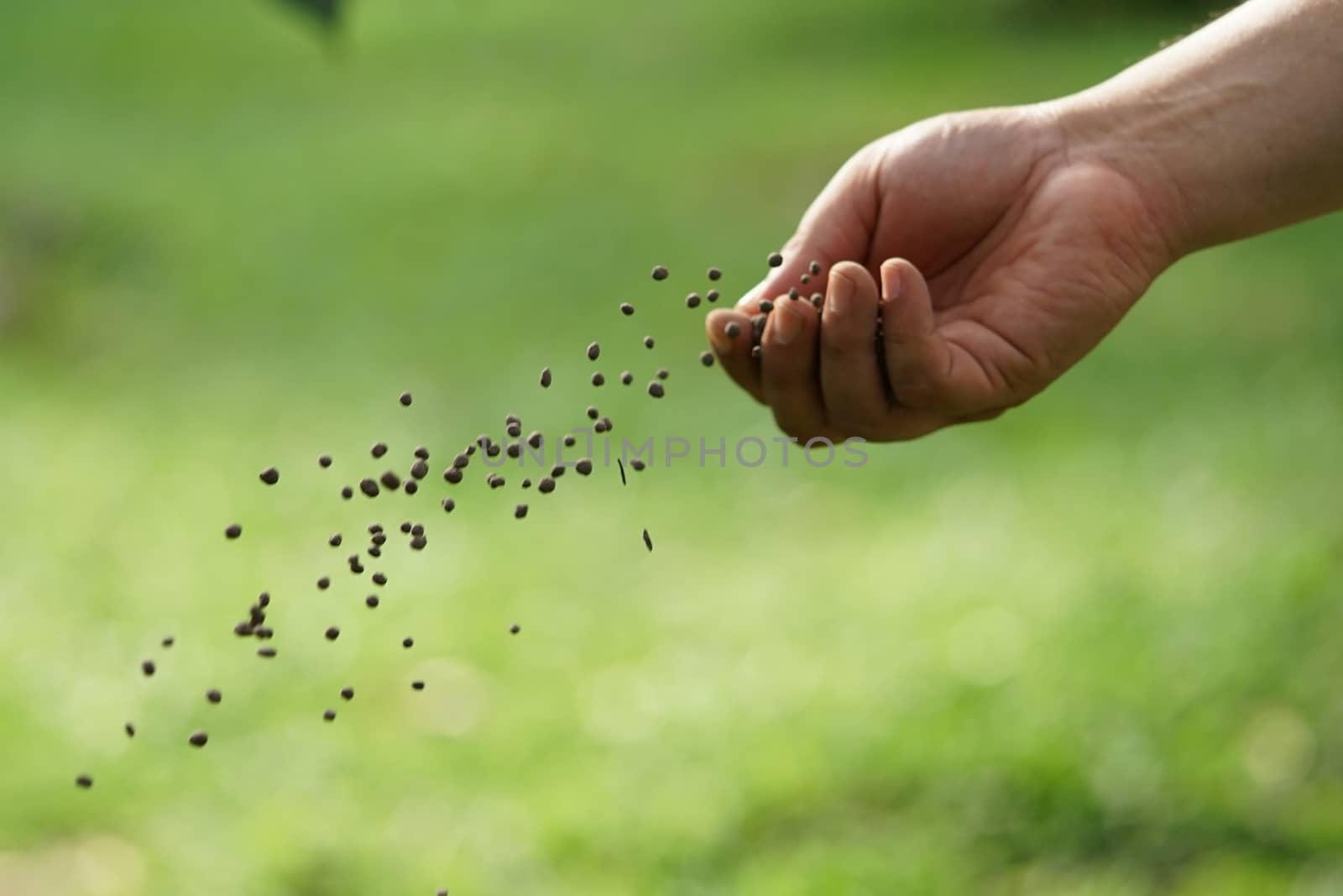 Man's hand is sowing fertilizer. Important steps to take care of plants.