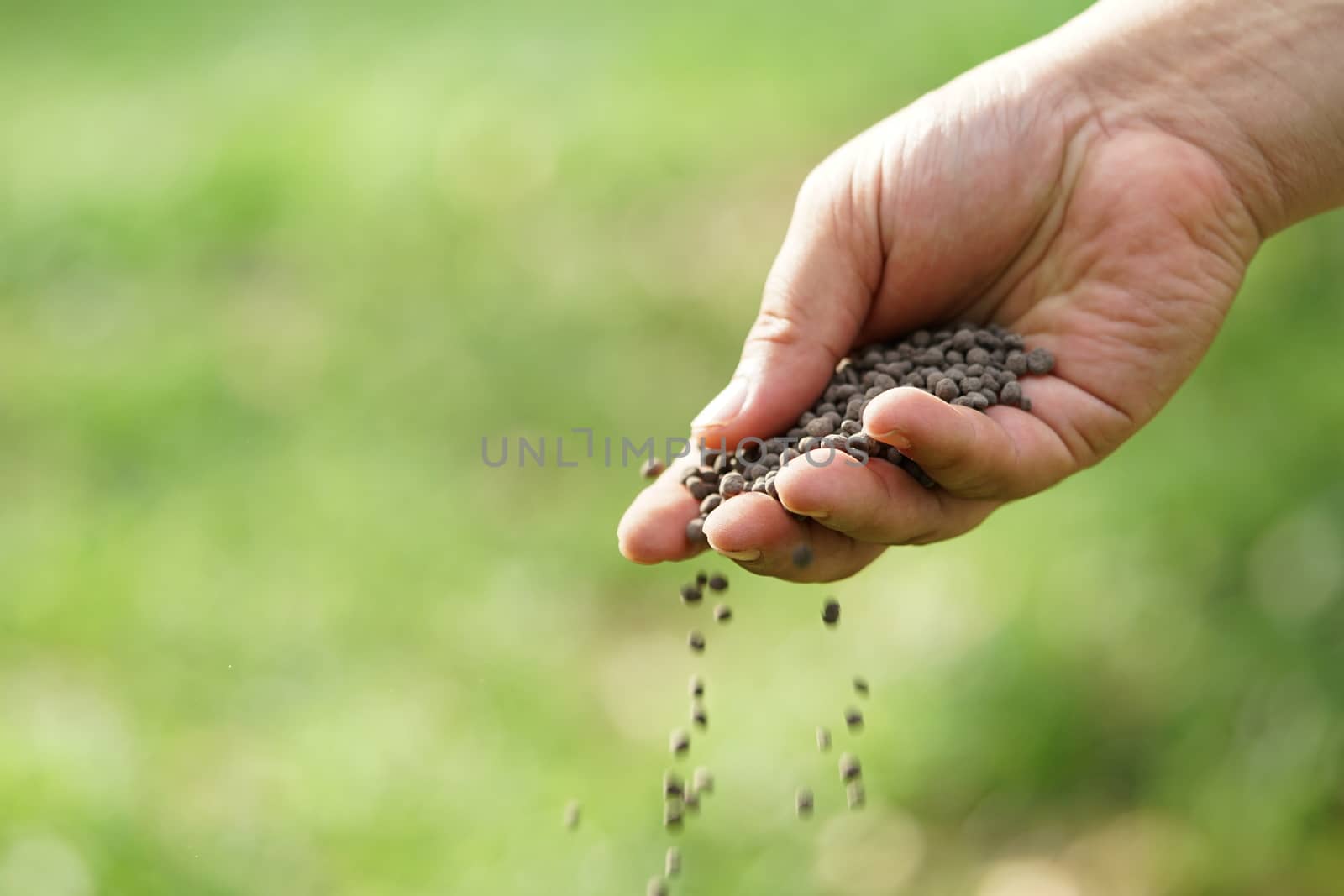 Man's hand is sowing fertilizer. Important steps to take care of plants.