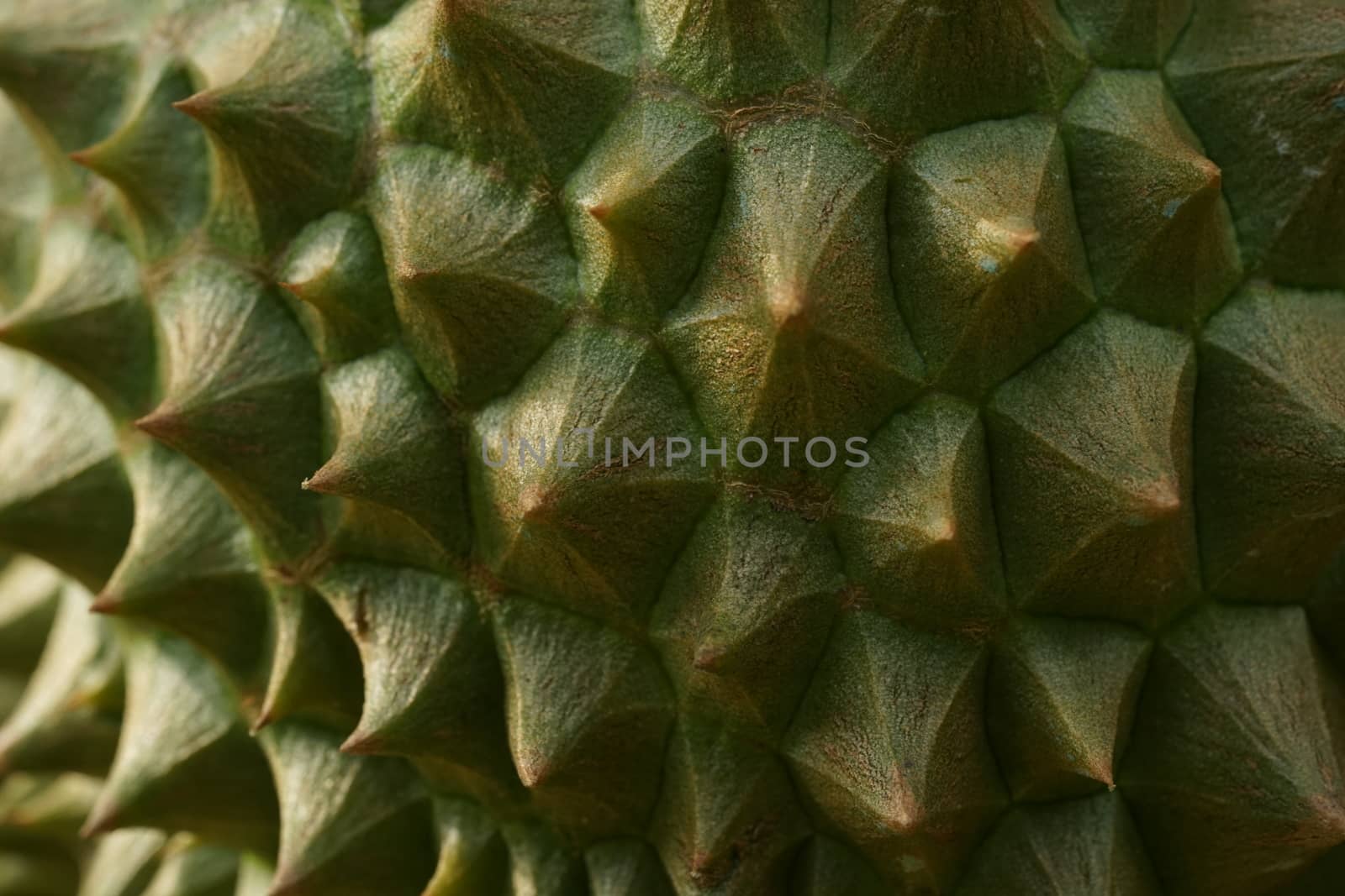 The surface of durian peel was honored to be the king of fruit.  by sakchaineung