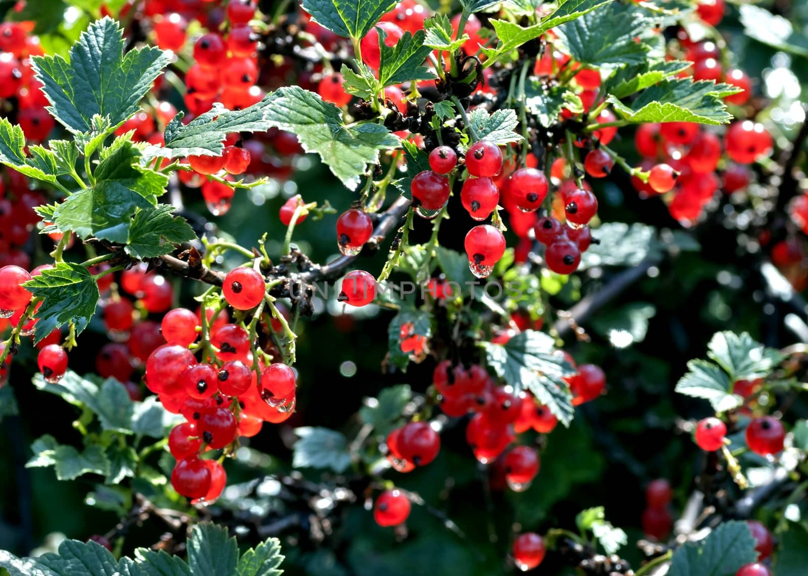 red currant sun-lit ripens in the garden