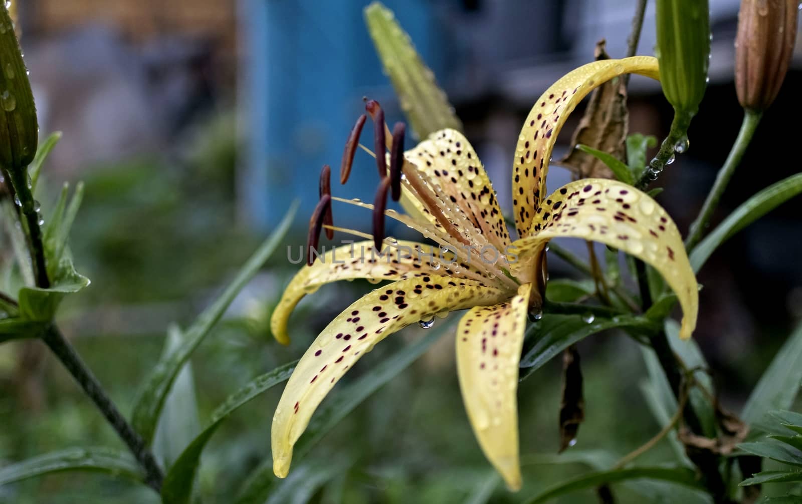 yellow tiger Lily with raindrops on the petals early cloudy morning, soft focus