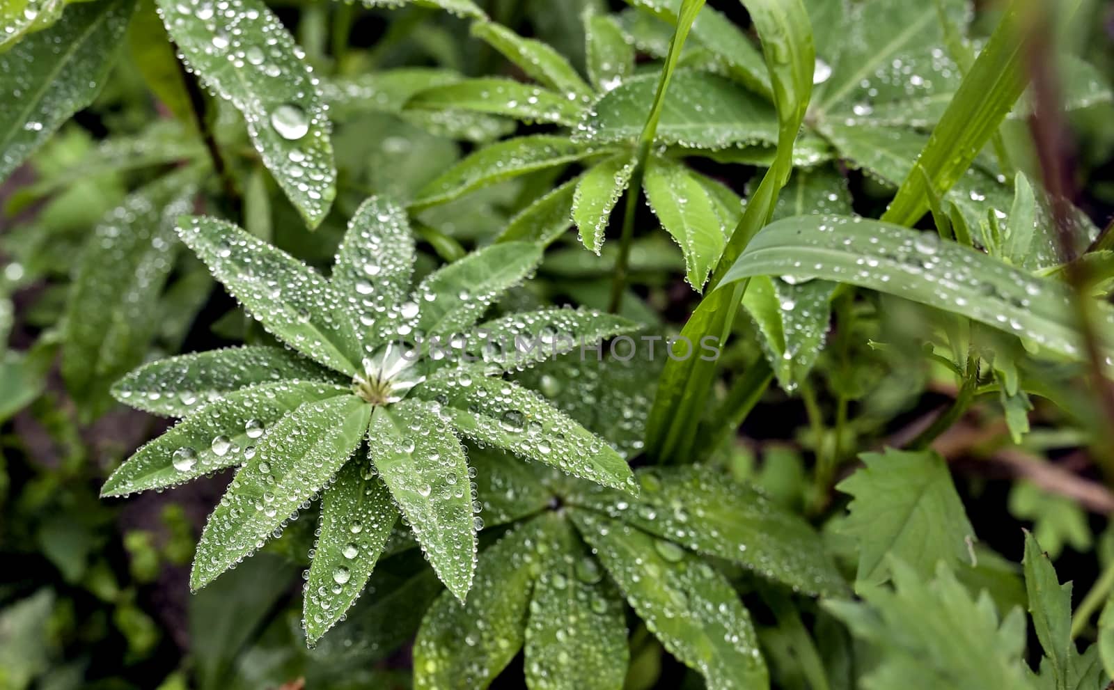 round dew drops on green plant leaves in the early morning in cloudy weather, soft focus