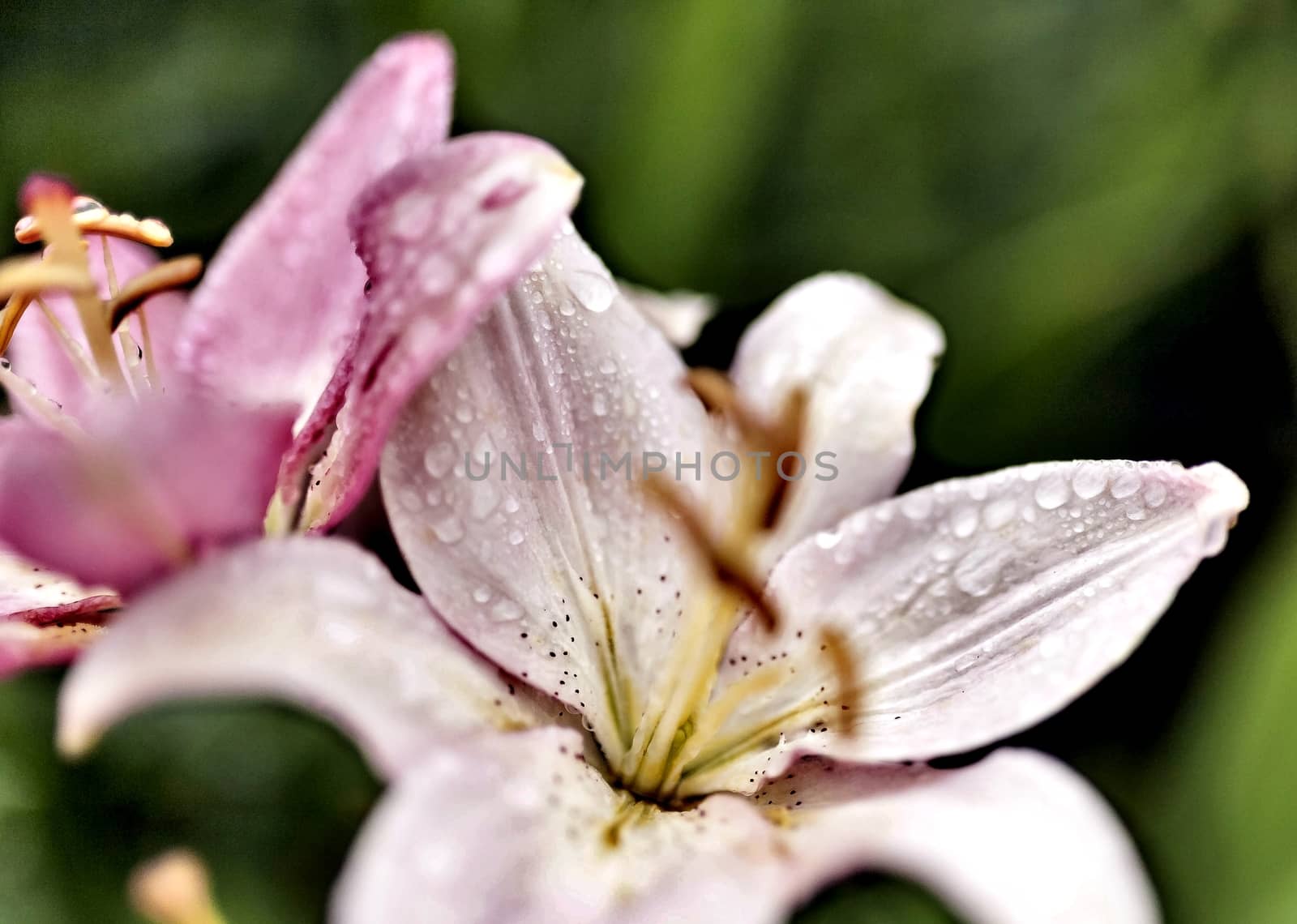 pink Lily with drops of rain on blurred nature background