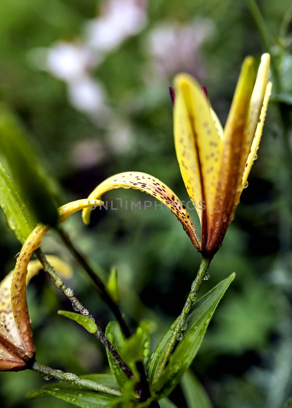 yellow tiger Lily with raindrops on the petals early cloudy morning, soft focus