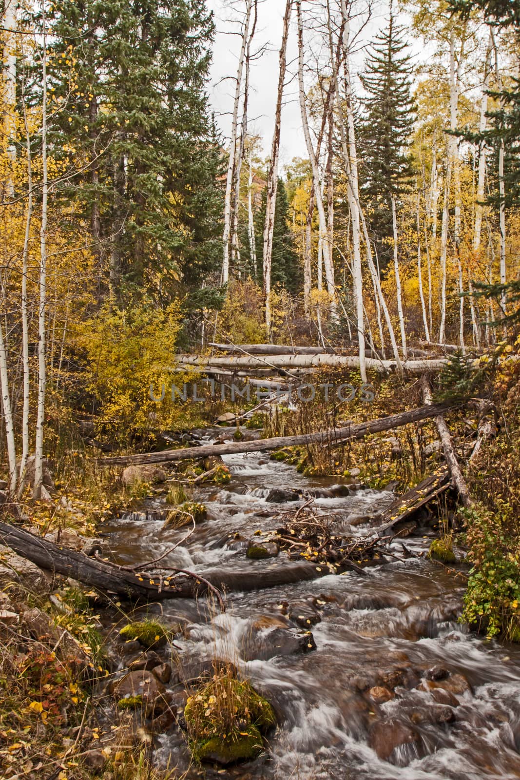 A small mountain stream in the Manti-La Sal National Forest