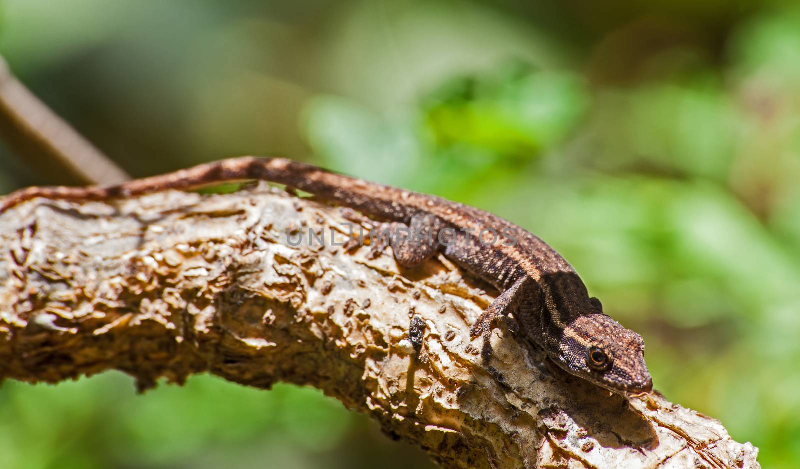 Cape Dwarf Gecko (Lygodactylus capensis), endemic to Southern Africa.