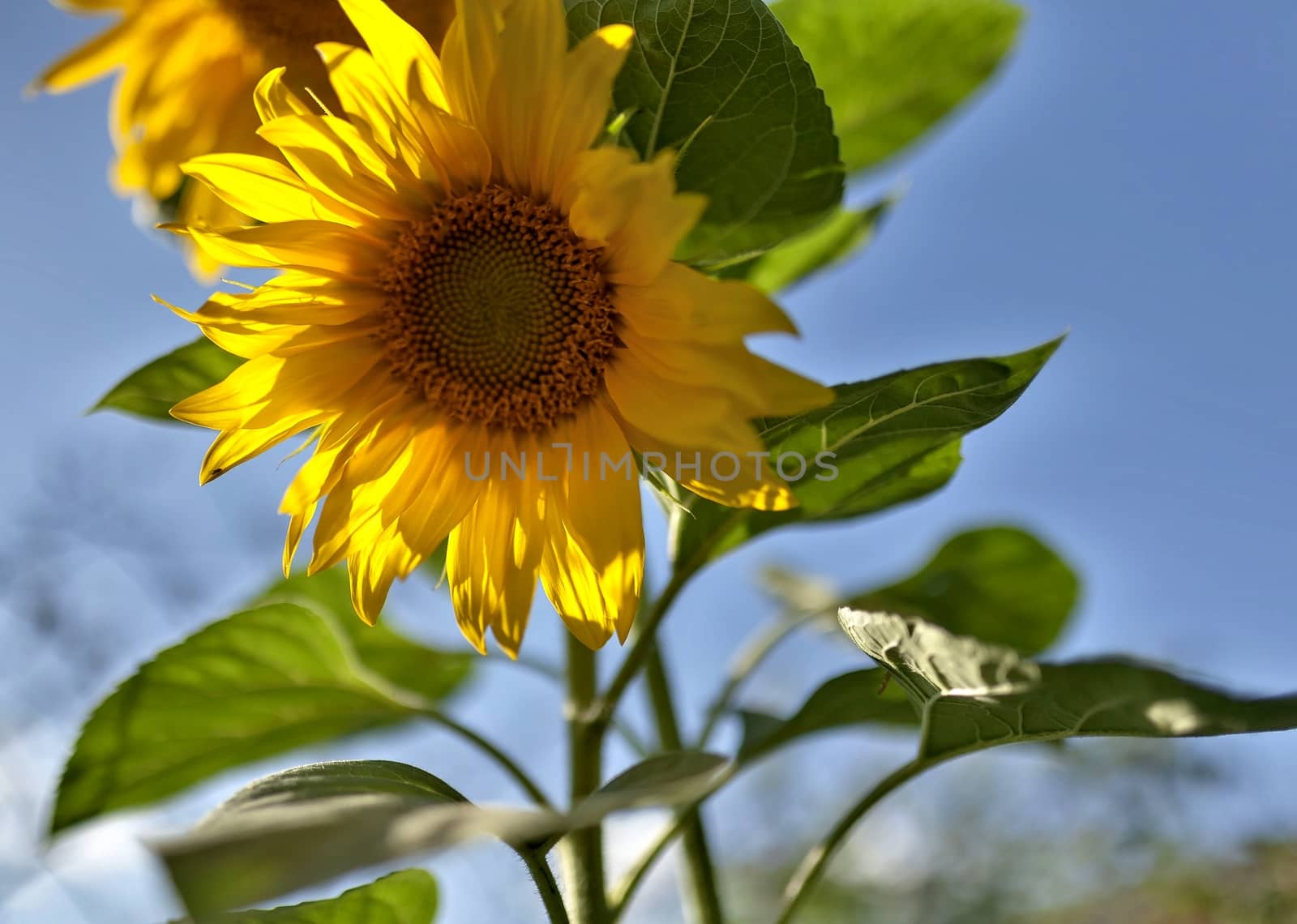 yellow sunflowers illuminated by the sun against the blue sky