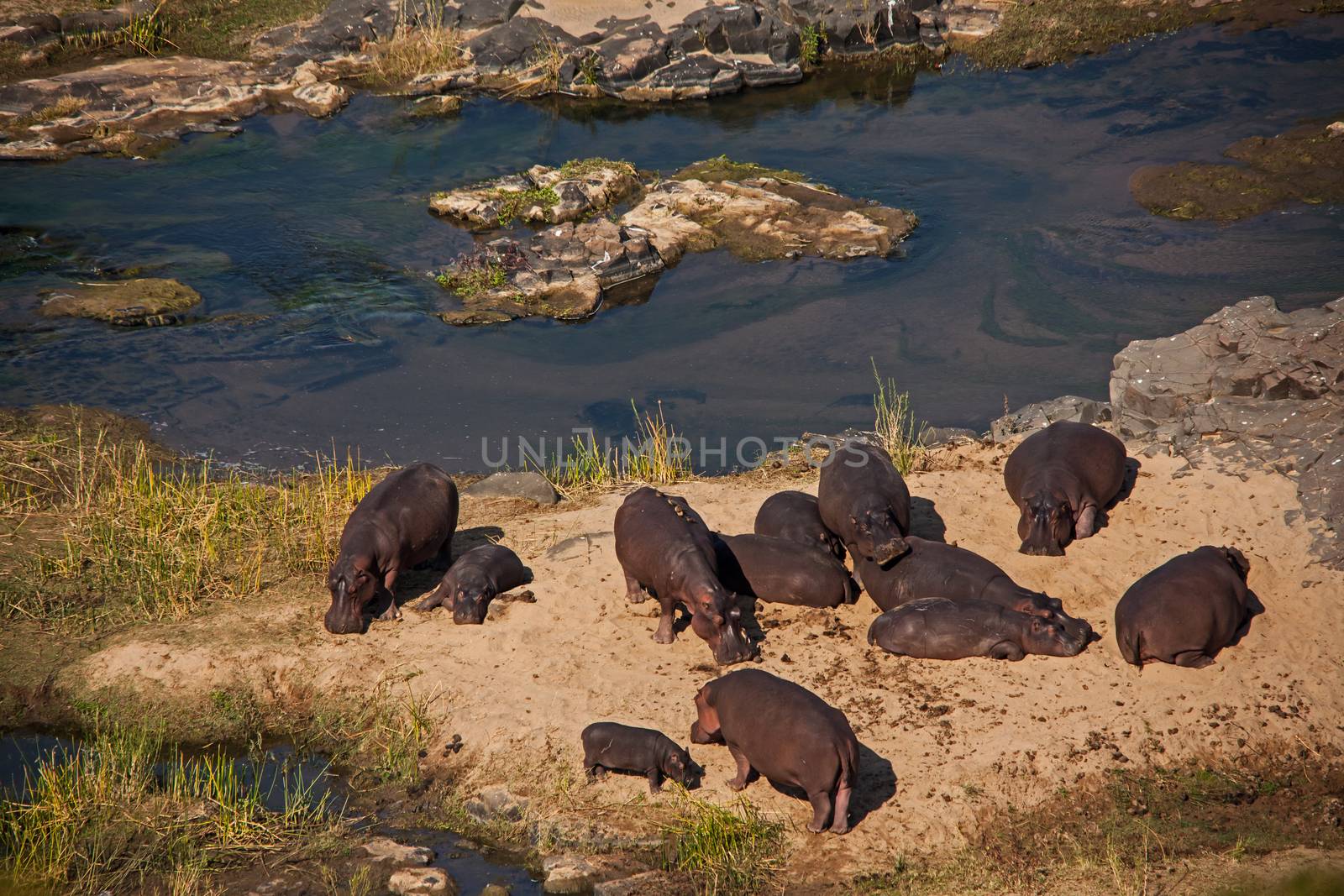 A pod of hippos sunning themselves on a sandbank in the Olifants River, Kruger National Park, South Africa.