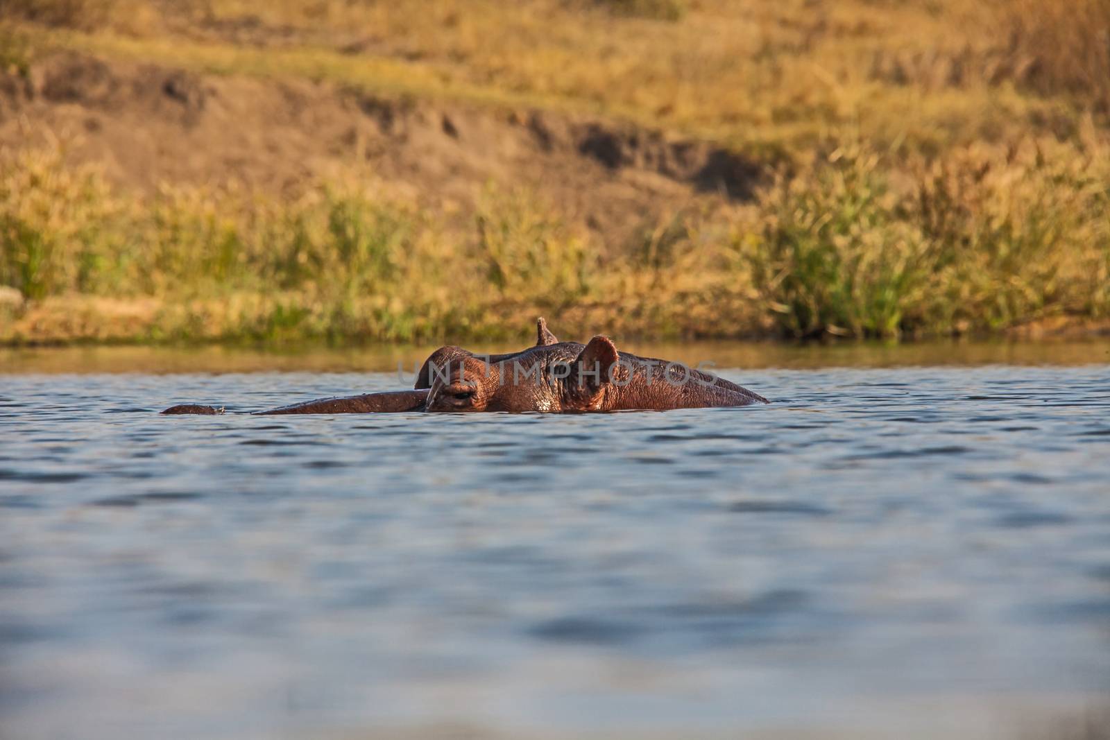 An eye-level image of a submerged hippo in Kruger National Park. South Africa.