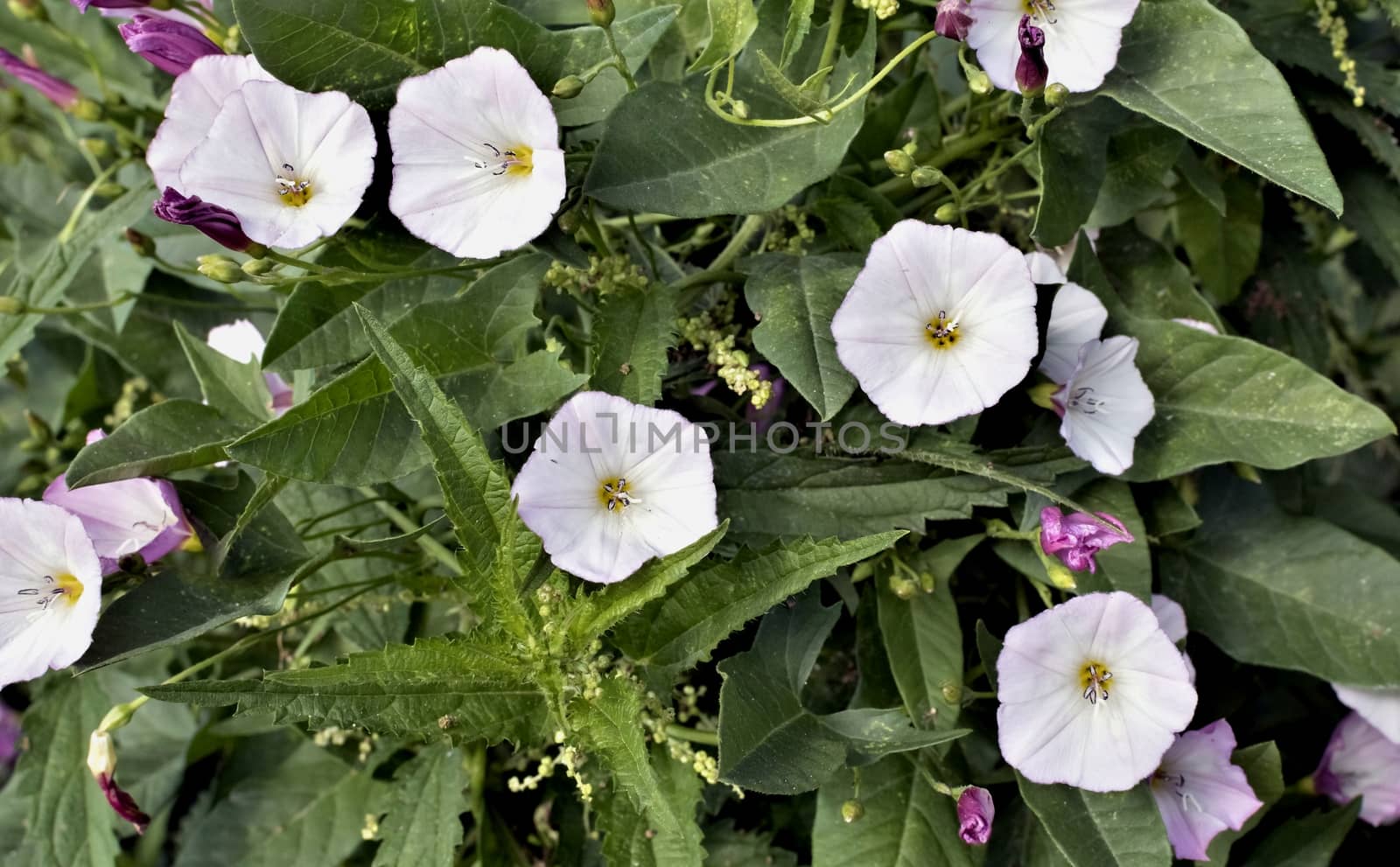 flowers of bindweed, a plant with the Latin name of Convolvulus, weed