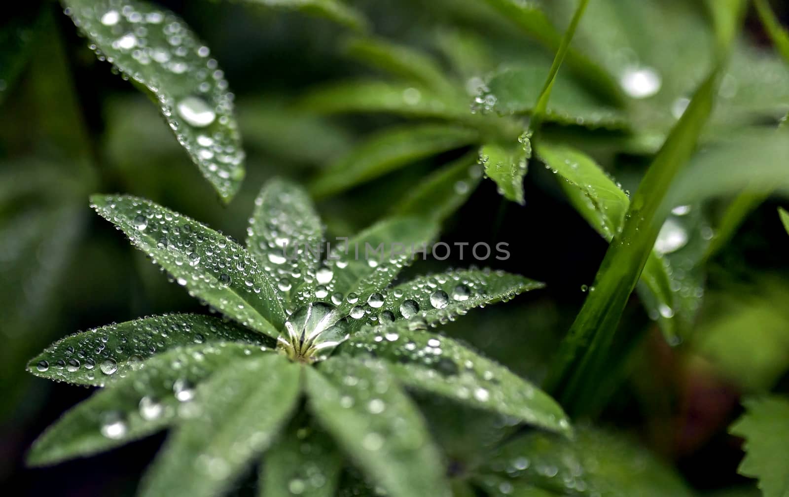 round dew drops on green plant leaves in the early morning in cloudy weather, soft focus