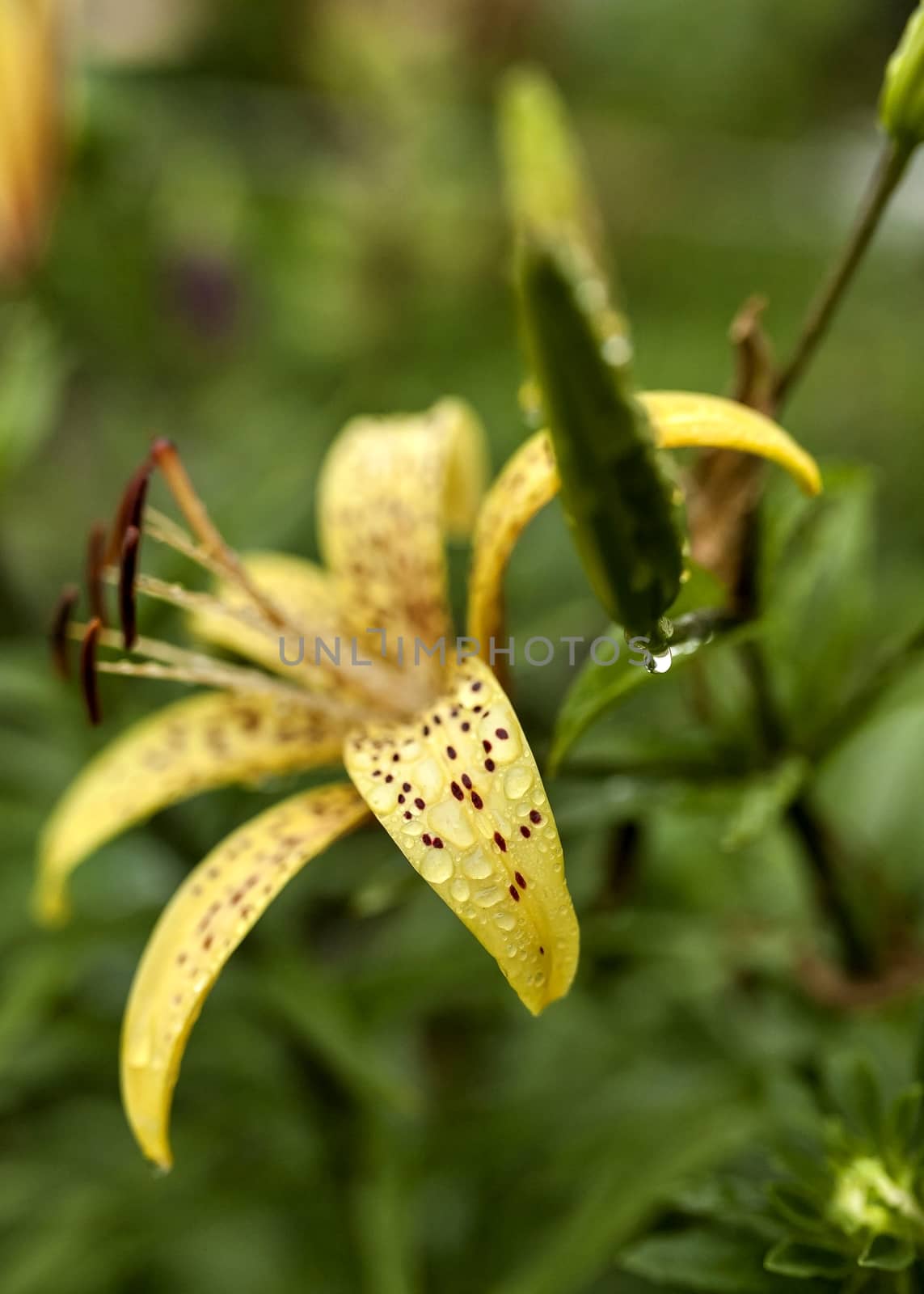 yellow tiger Lily with raindrops on the petals early cloudy morning, soft focus