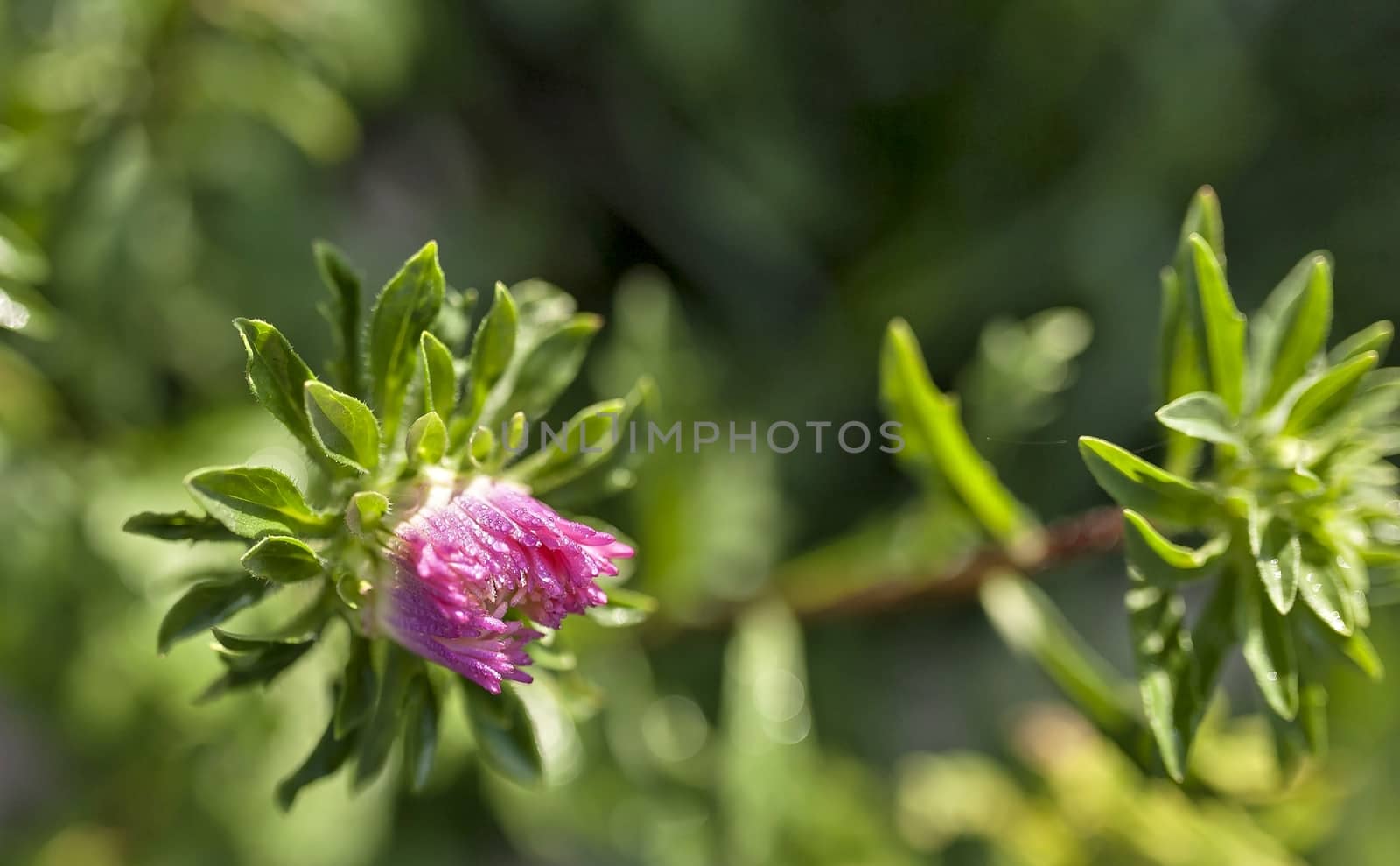 blooming Bud of pink Aster with rain drops in the morning sun on a blurred natural background
