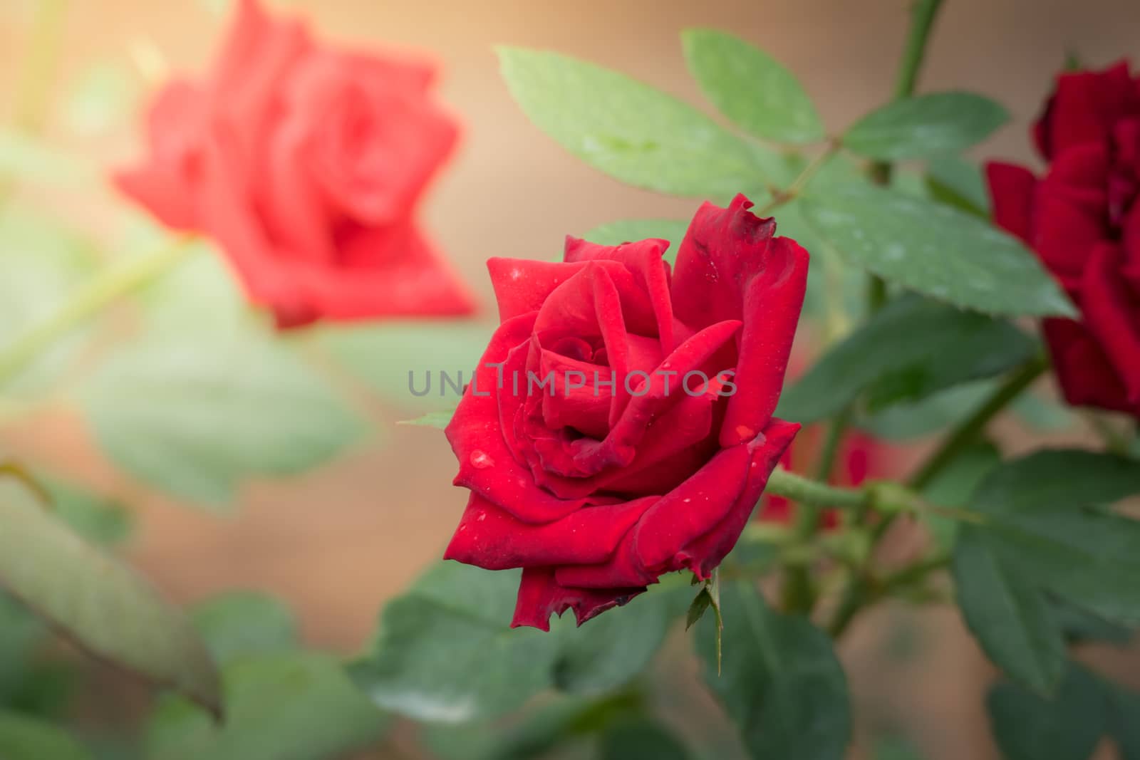 Roses in the garden, Roses are beautiful with a beautiful sunny day.