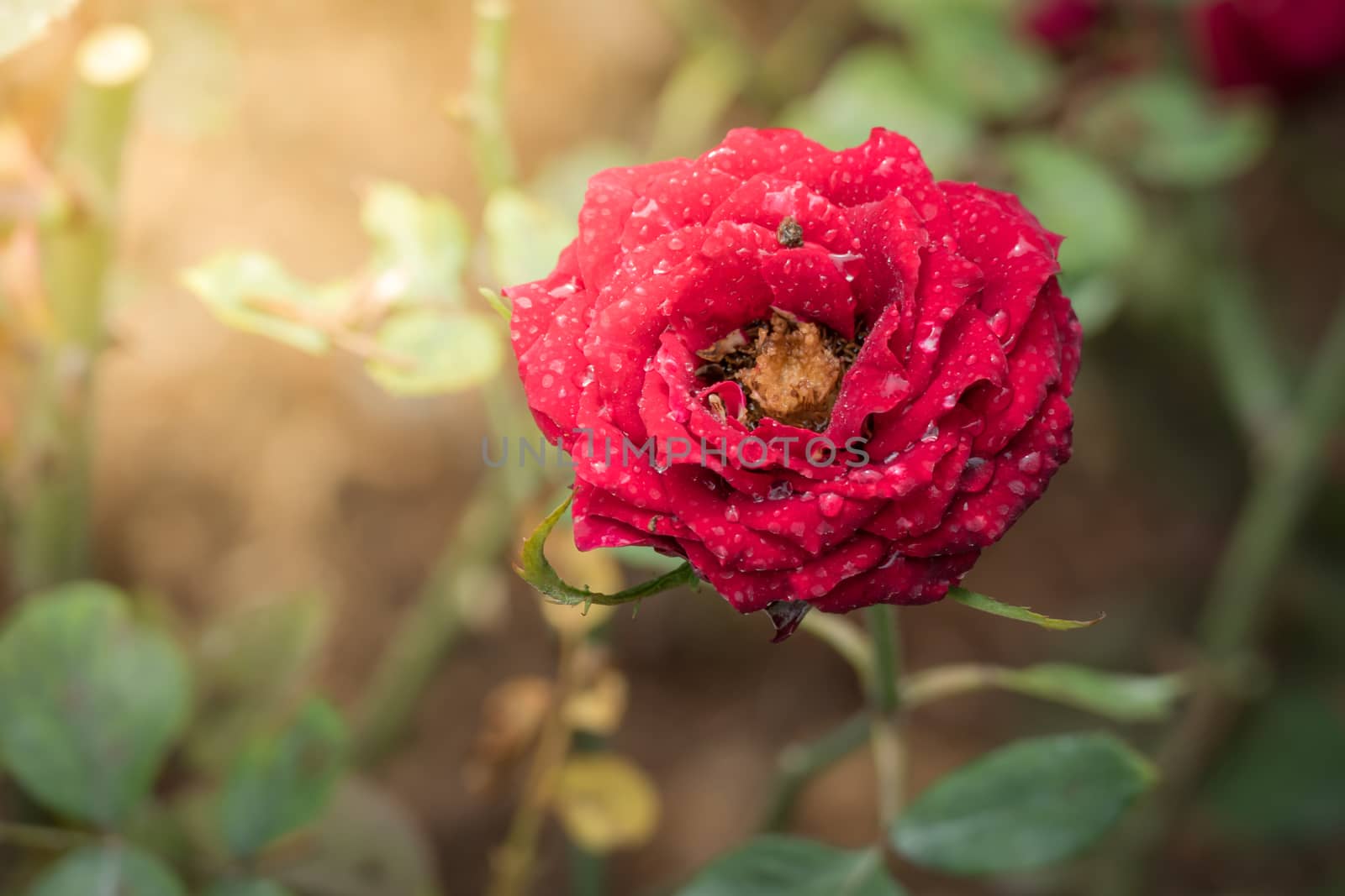 Roses in the garden, Roses are beautiful with a beautiful sunny day.