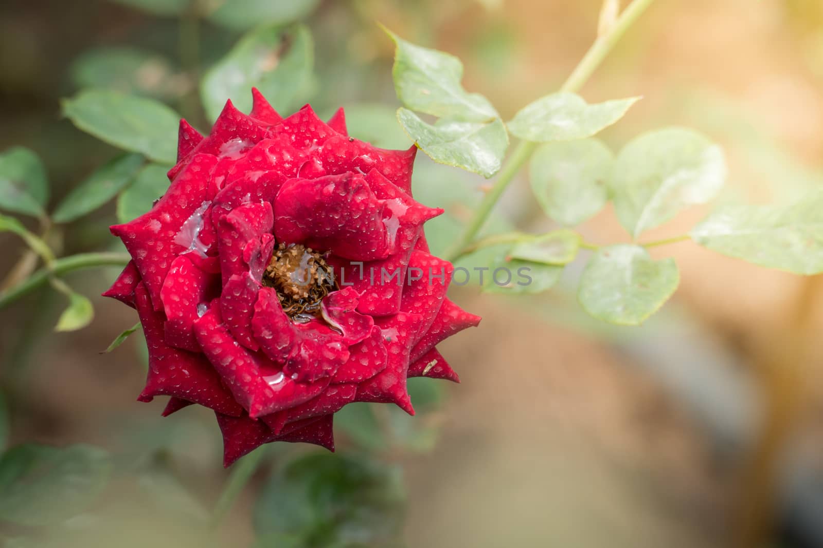 Roses in the garden, Roses are beautiful with a beautiful sunny day.