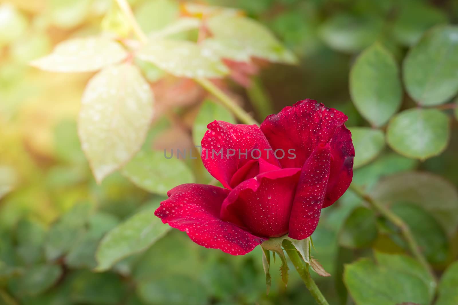 Roses in the garden, Roses are beautiful with a beautiful sunny day.