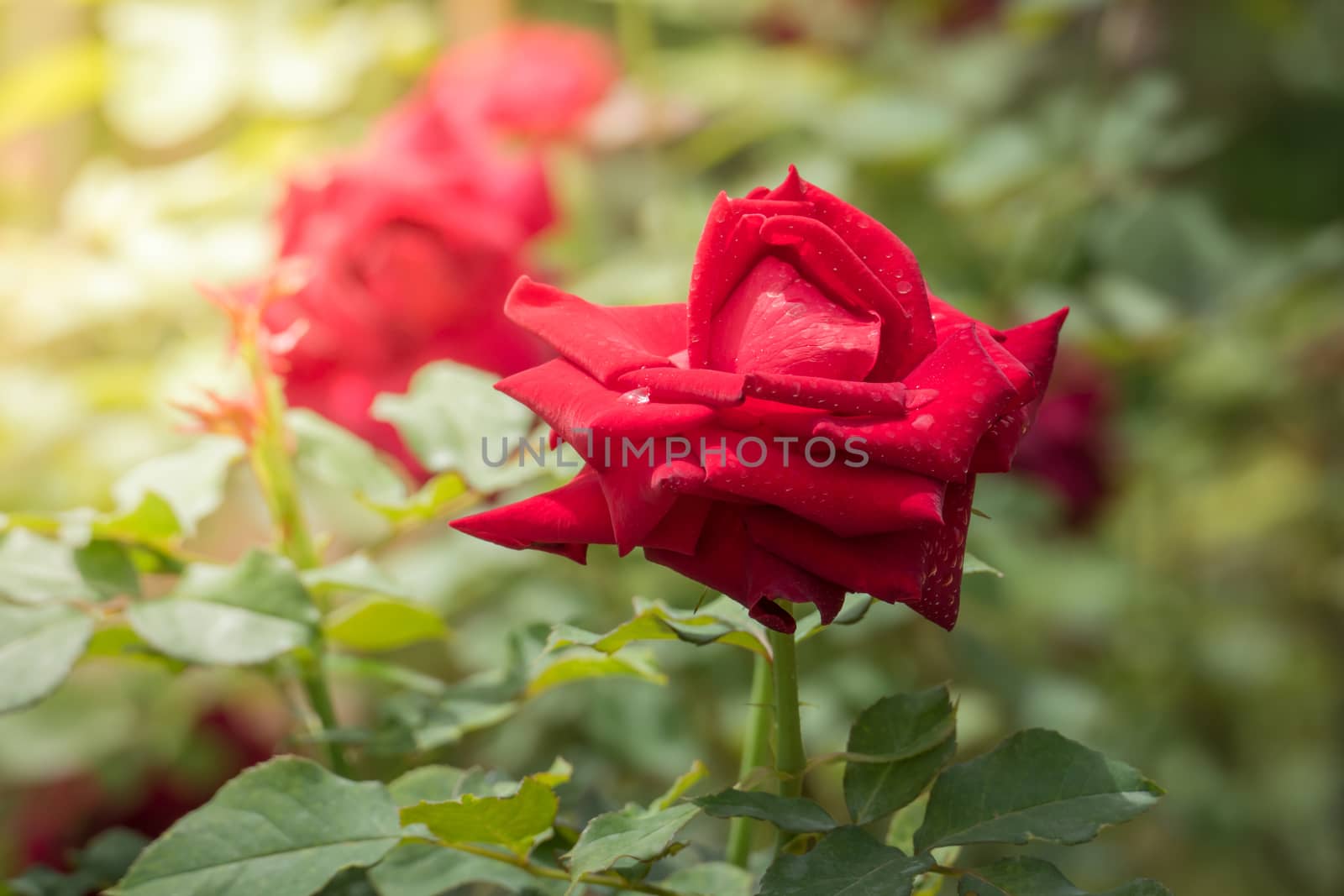 Roses in the garden, Roses are beautiful with a beautiful sunny day.