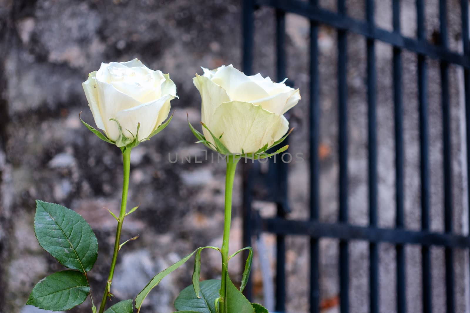 Two white roses in front of old stone wall and black iron gate by asafaric