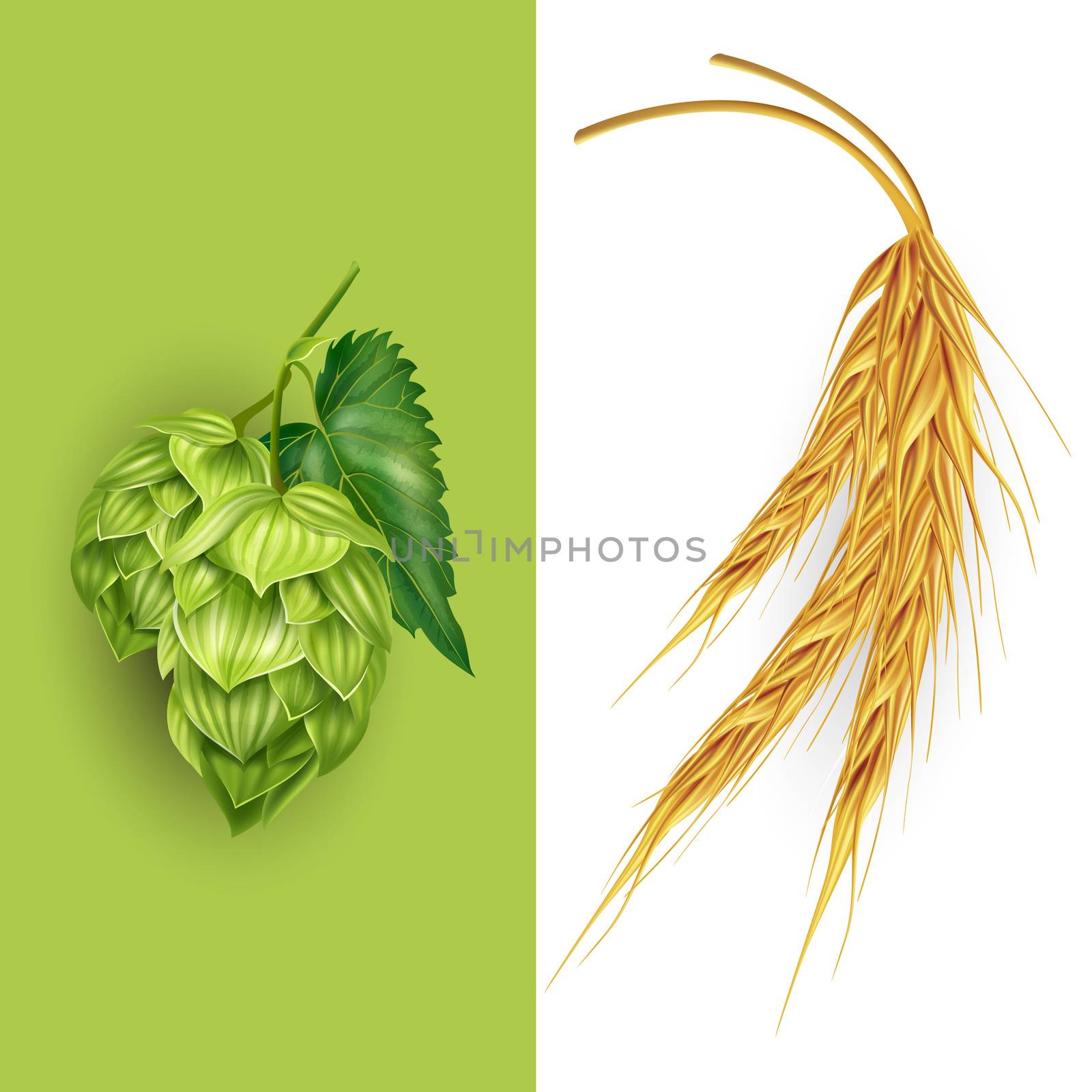 Hops and malt,  illustration on white background.